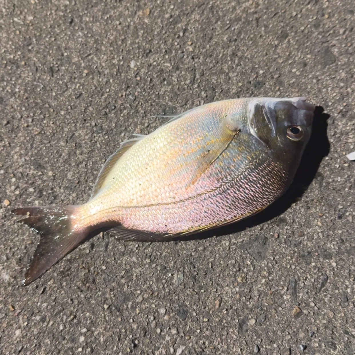 Scup caught on Fishbrain