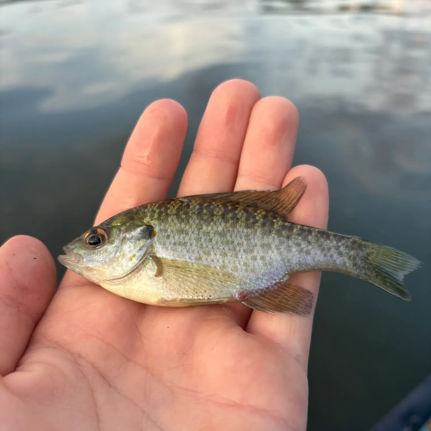 Redear sunfish caught on Fishbrain