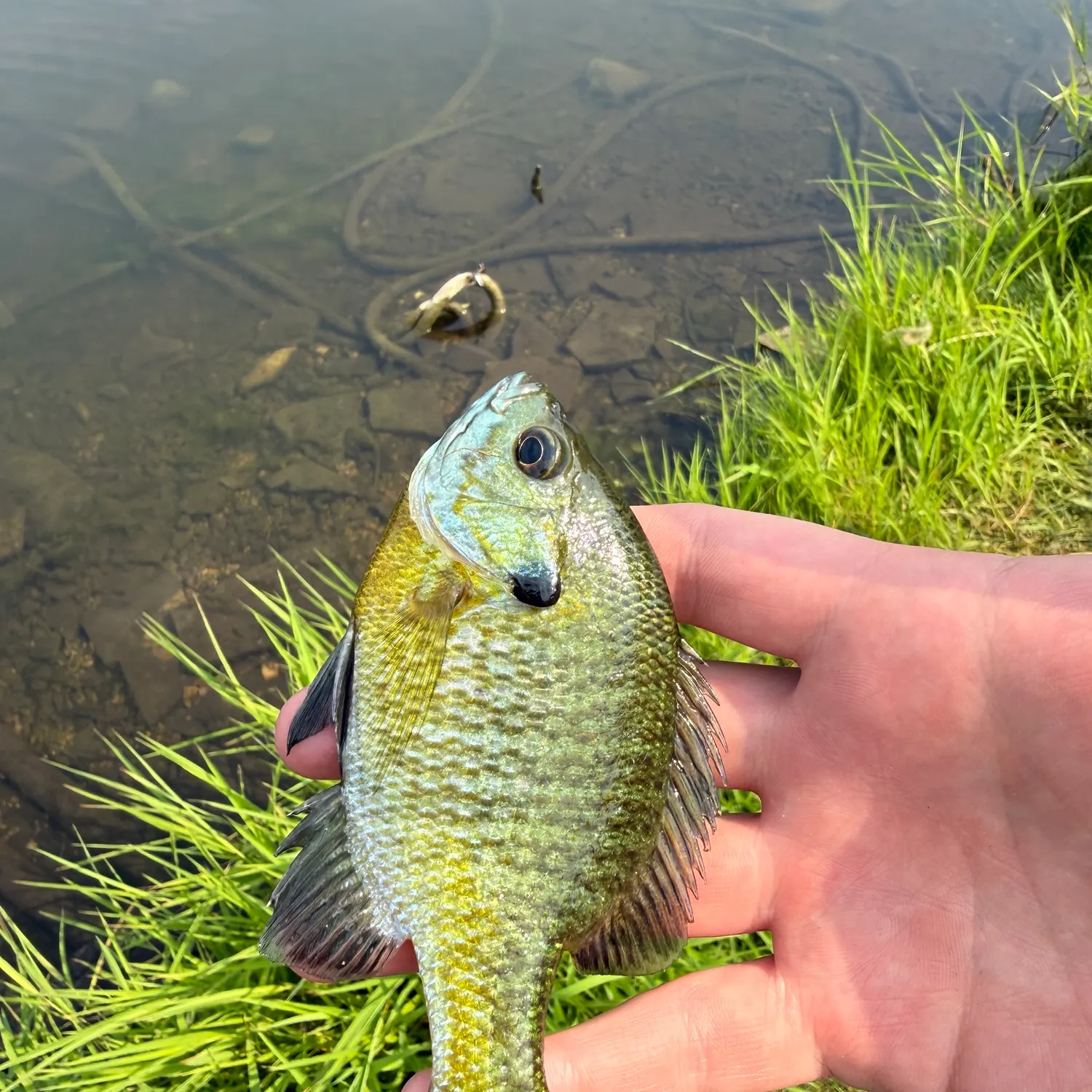 Bluegill caught on Fishbrain