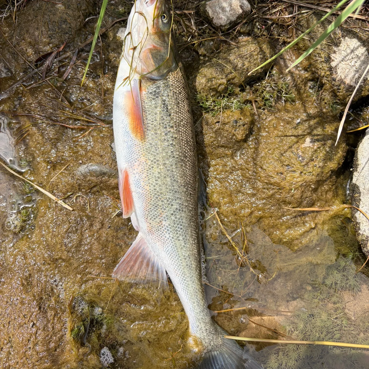 Roundtail chub caught on Fishbrain