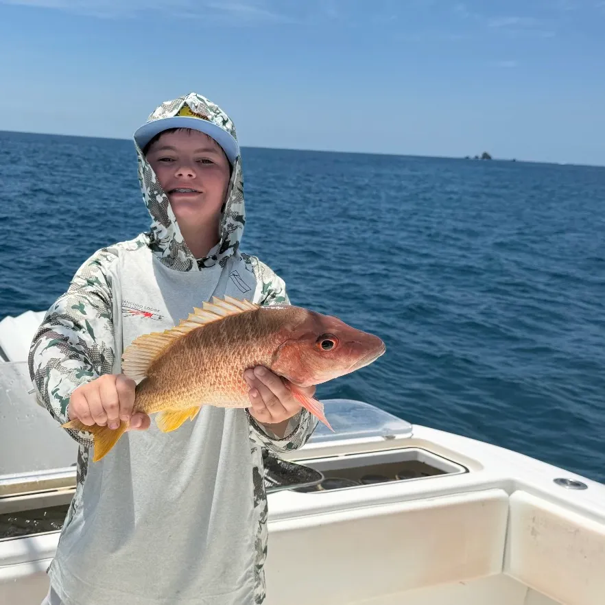 The most recent Dog Snapper catches on Fishbrain