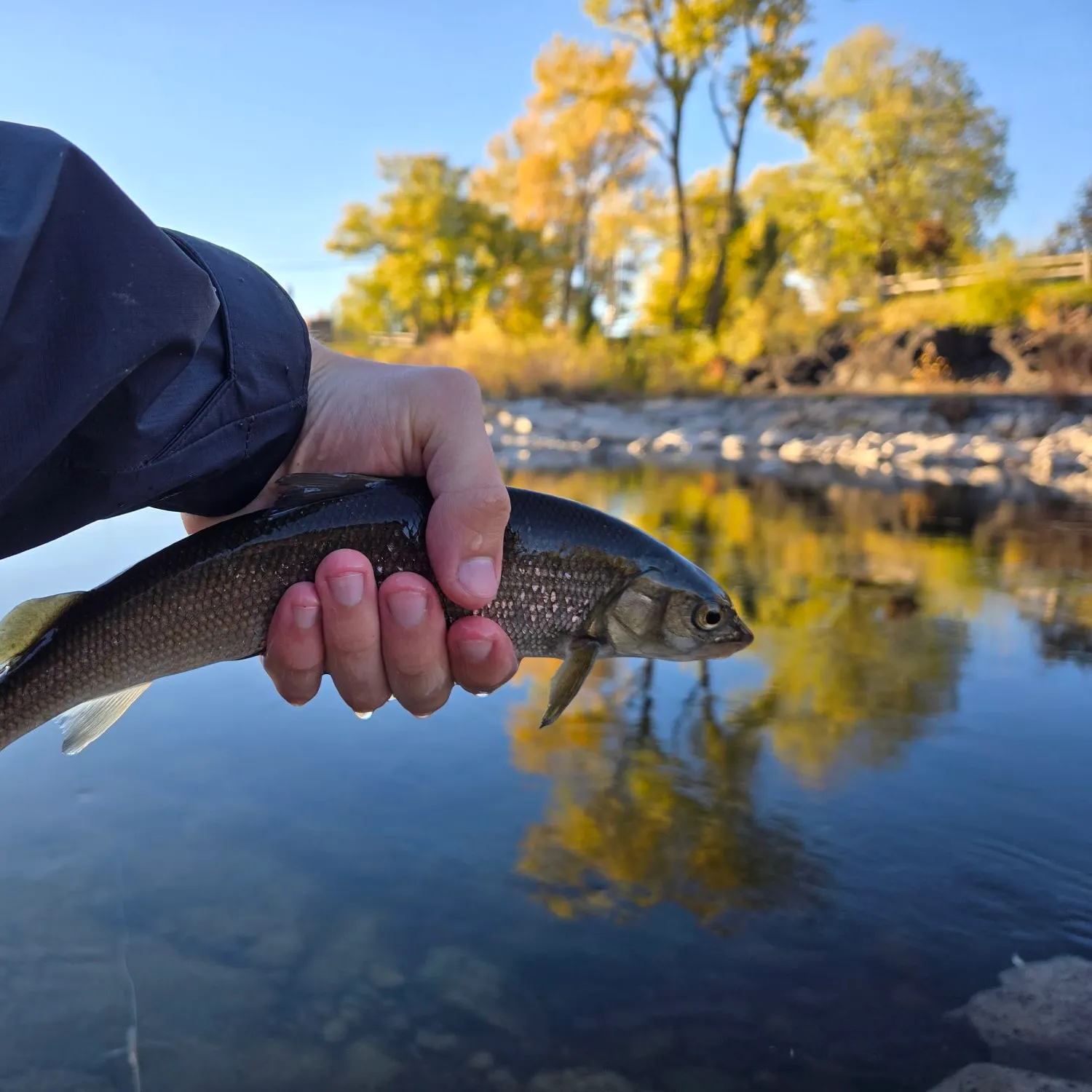 Mountain whitefish caught on Fishbrain