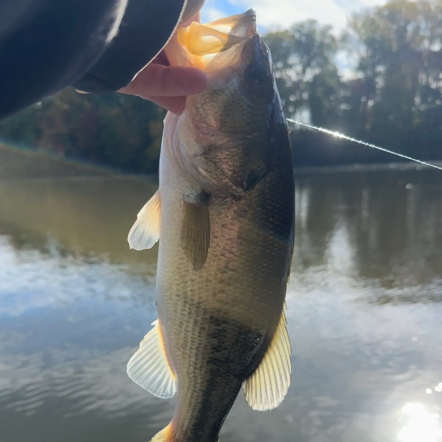 Largemouth bass caught on Fishbrain