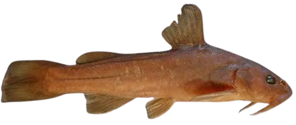 Diplomystes nahuelbutaensis