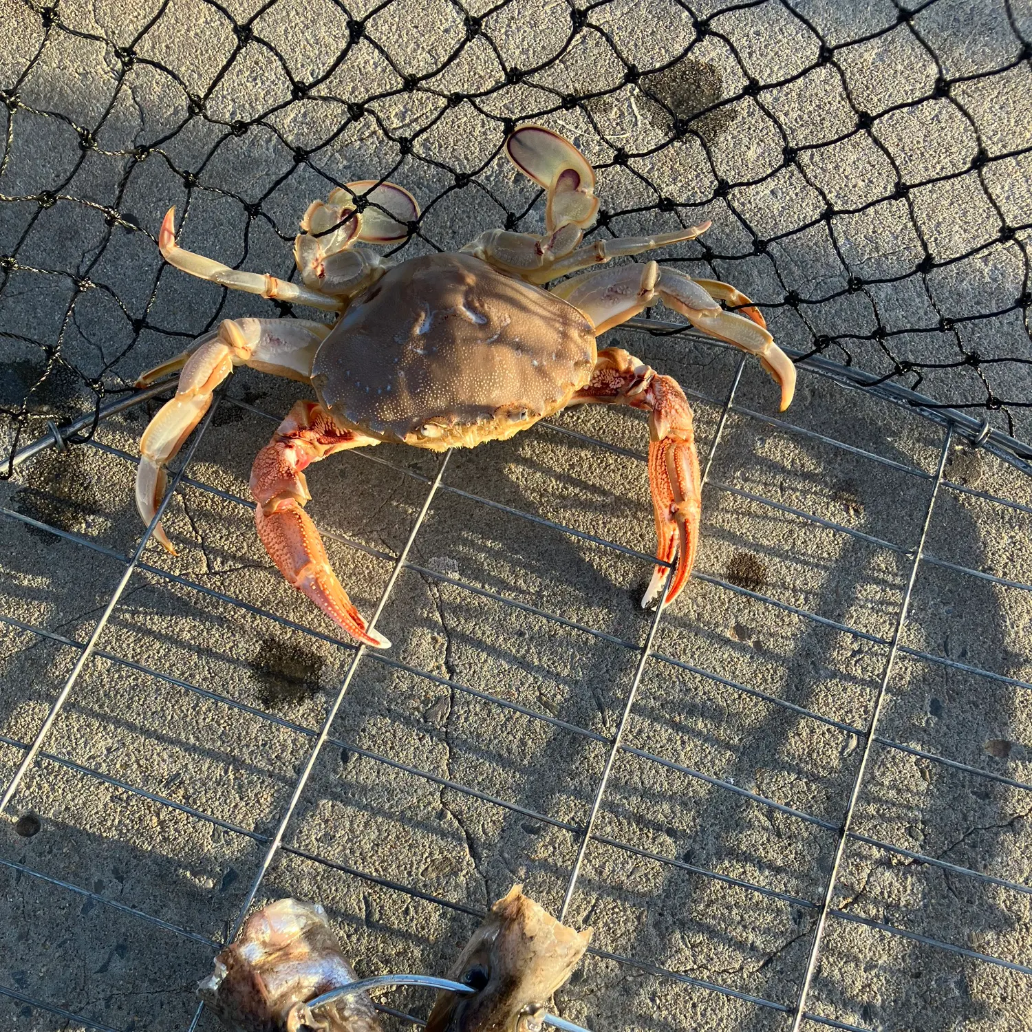 The most recent Atlantic rock crab catches on Fishbrain