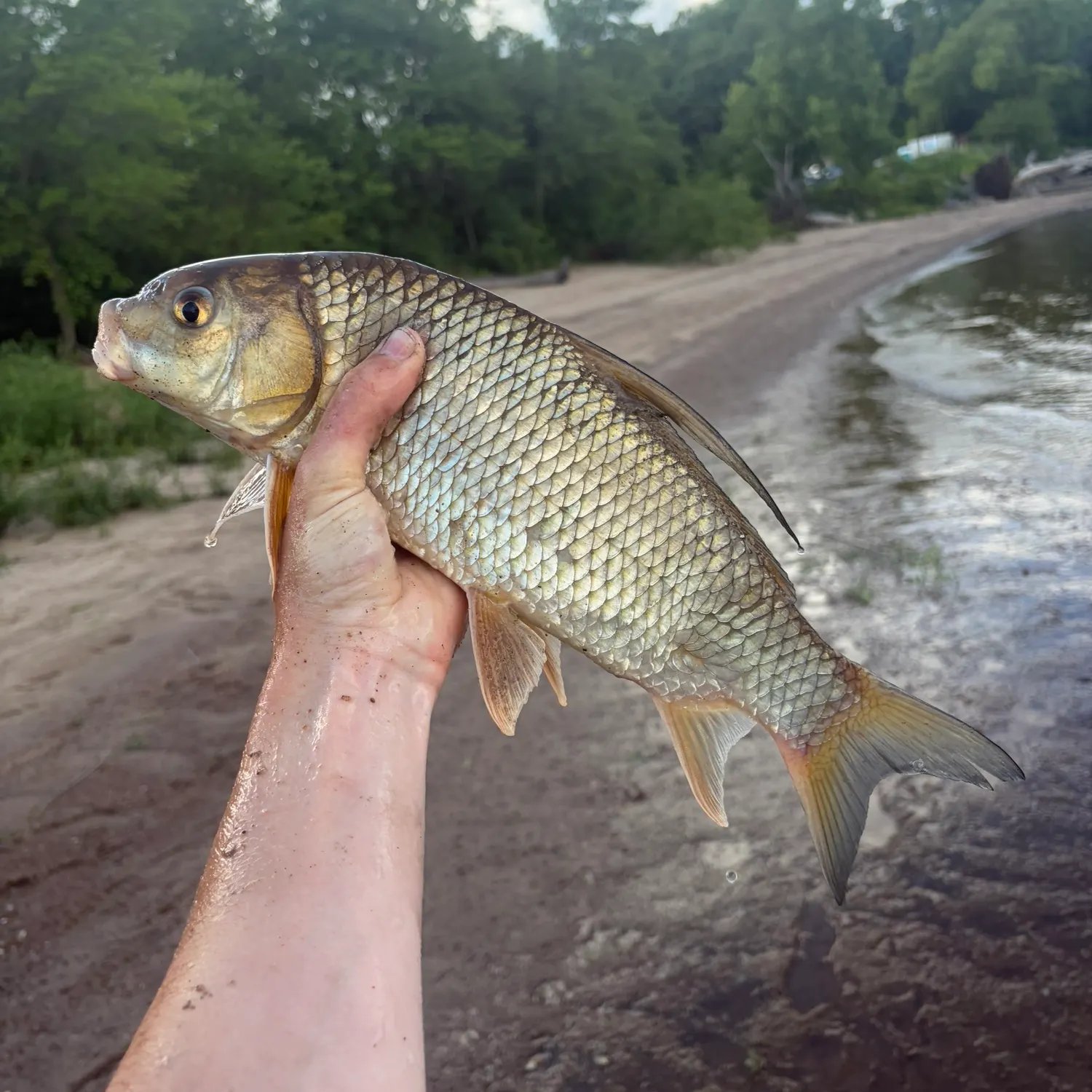 The most recent Quillback catches on Fishbrain