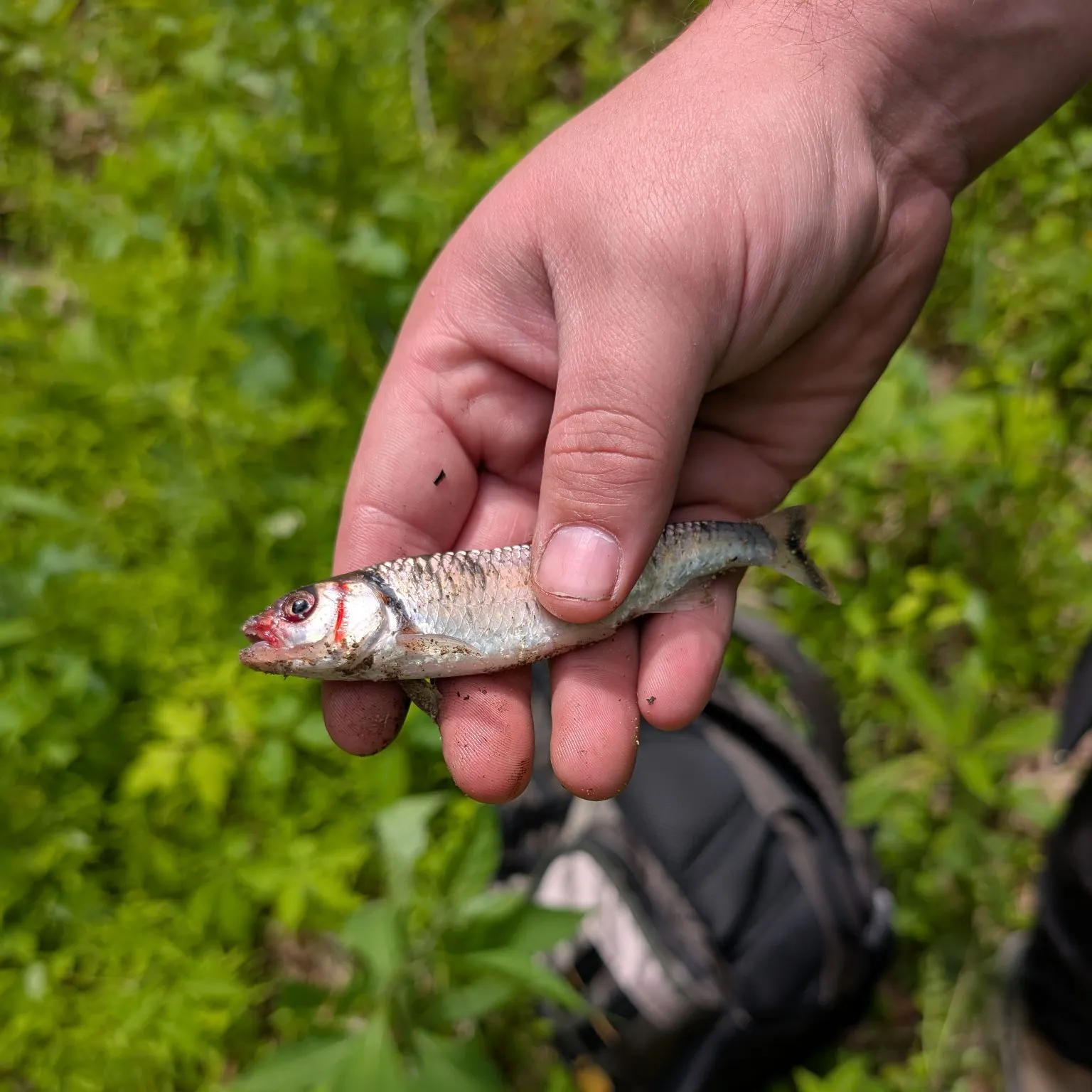 The most recent Warpaint shiner catches on Fishbrain