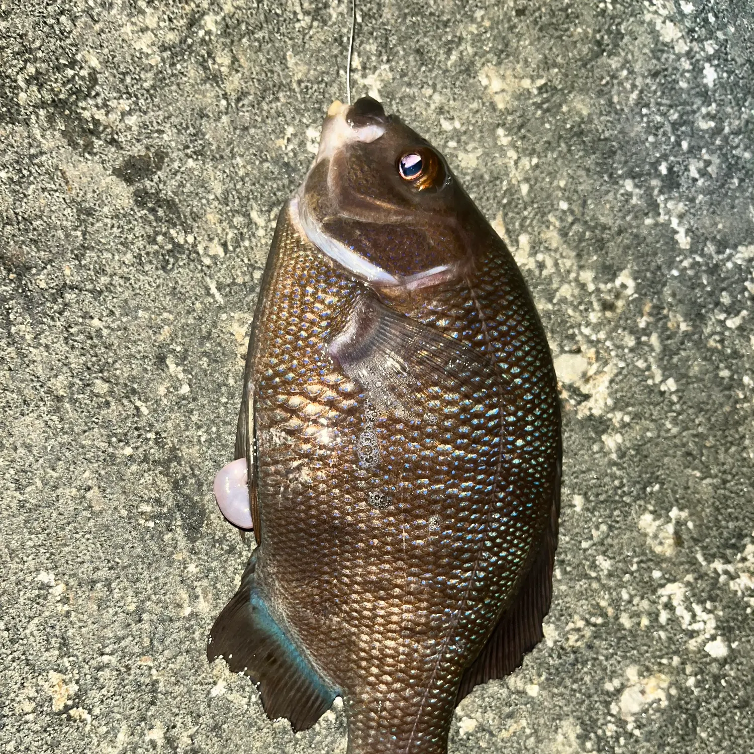 The most recent Black perch catches on Fishbrain