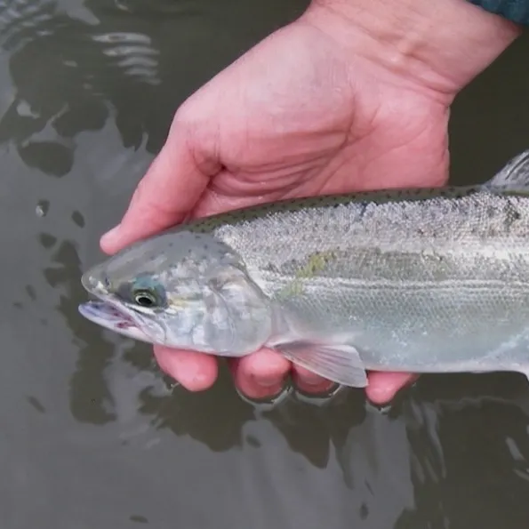 Coho salmon caught on Fishbrain