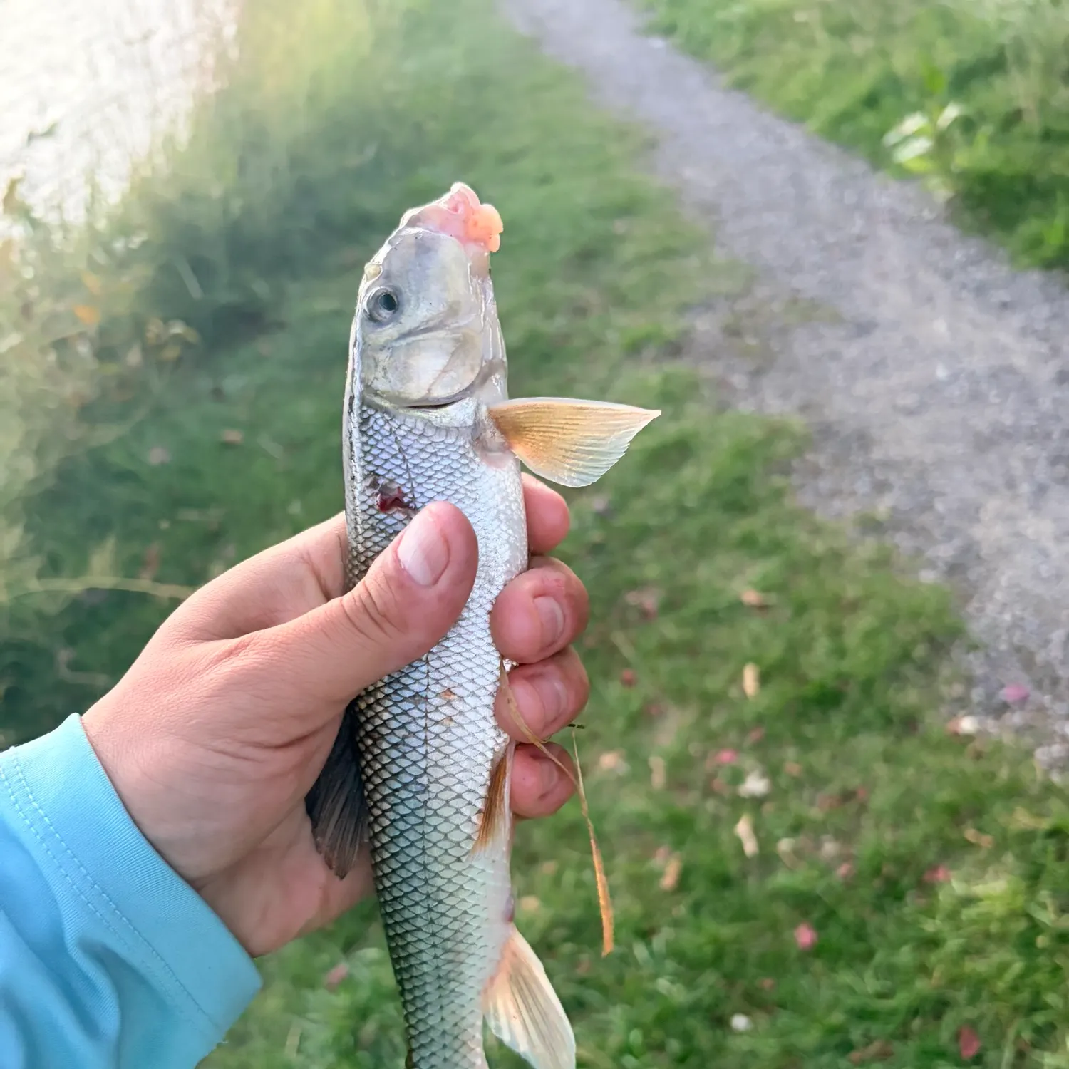 White sucker caught on Fishbrain