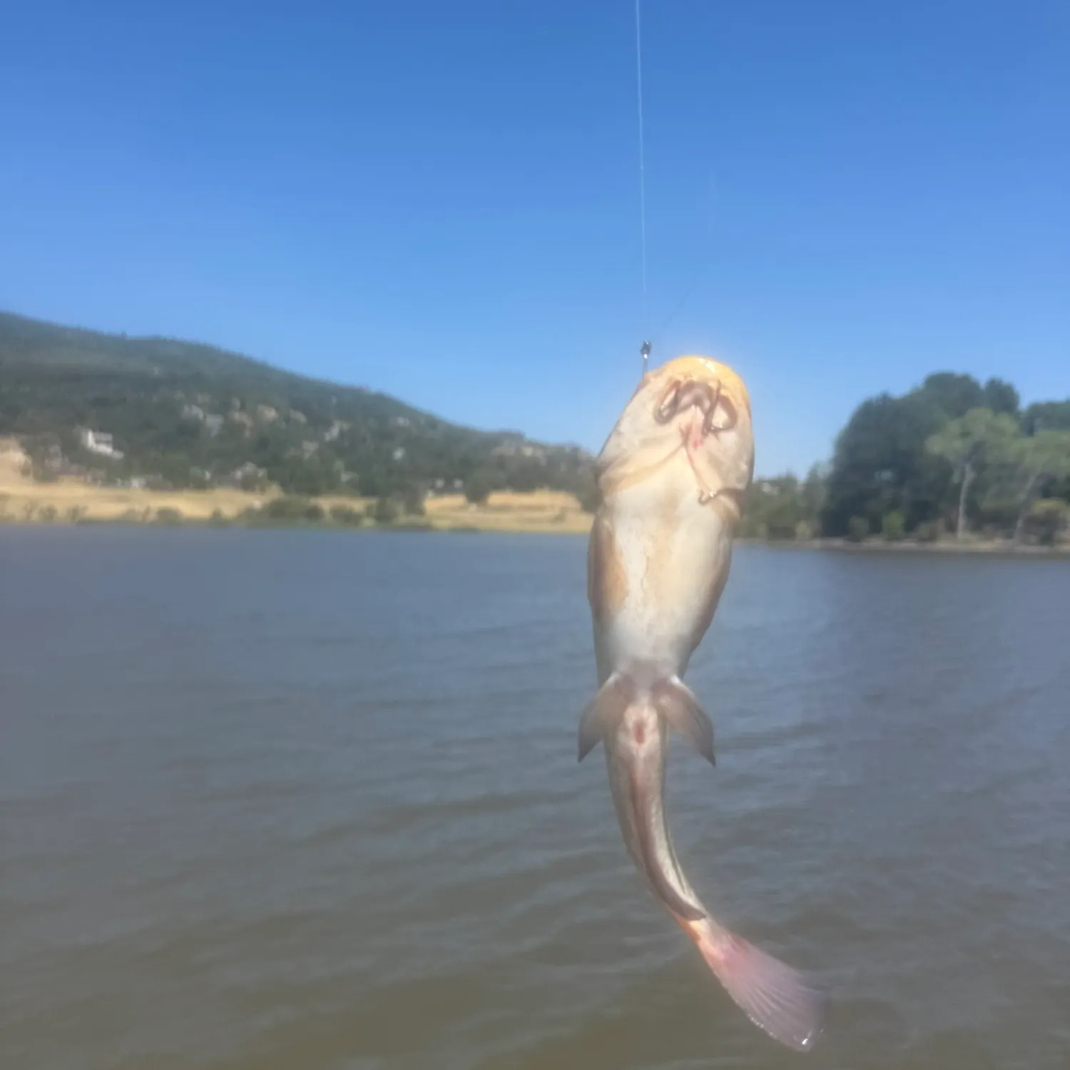 Fish caught on Fishbrain