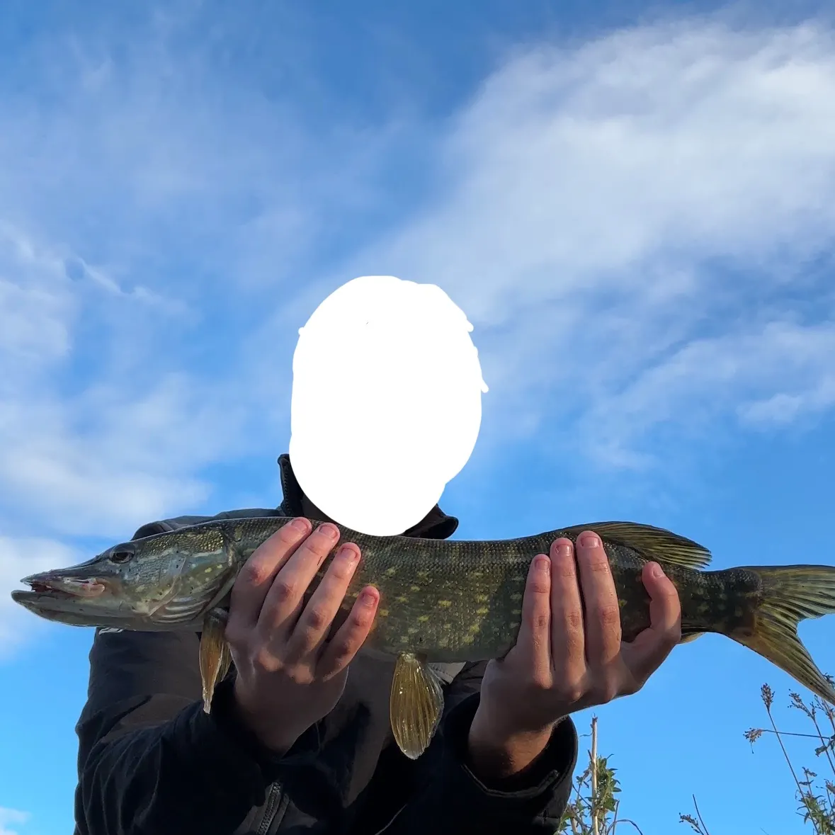 Northern pike caught on Fishbrain
