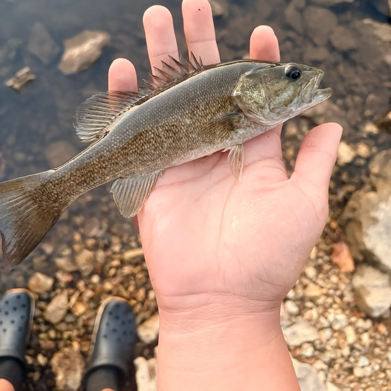 Smallmouth bass caught on Fishbrain