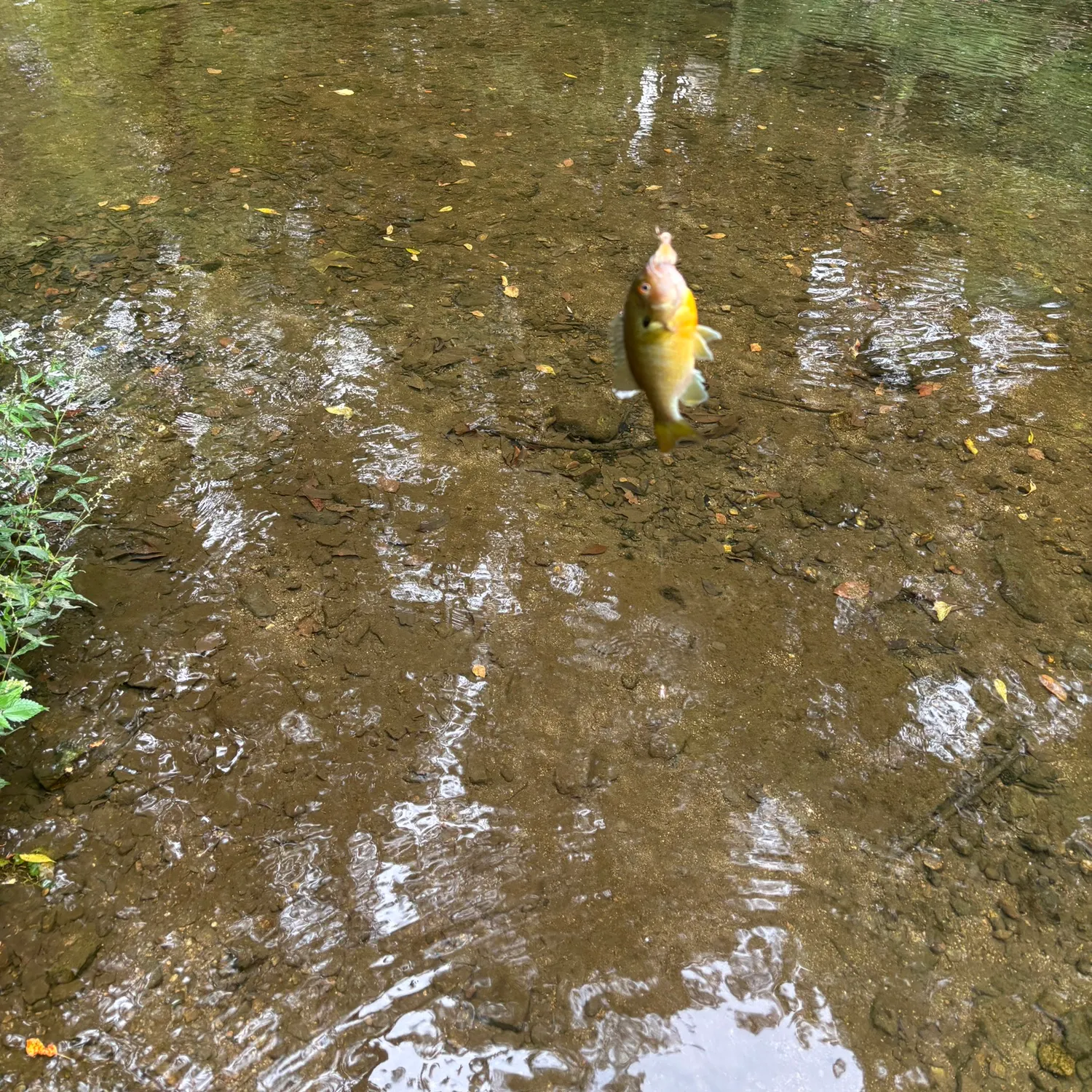 Redbreast sunfish caught on Fishbrain