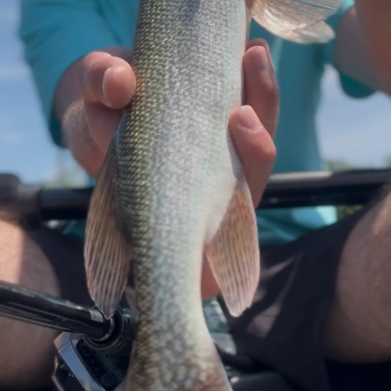 The most recent Silver pike catches on Fishbrain