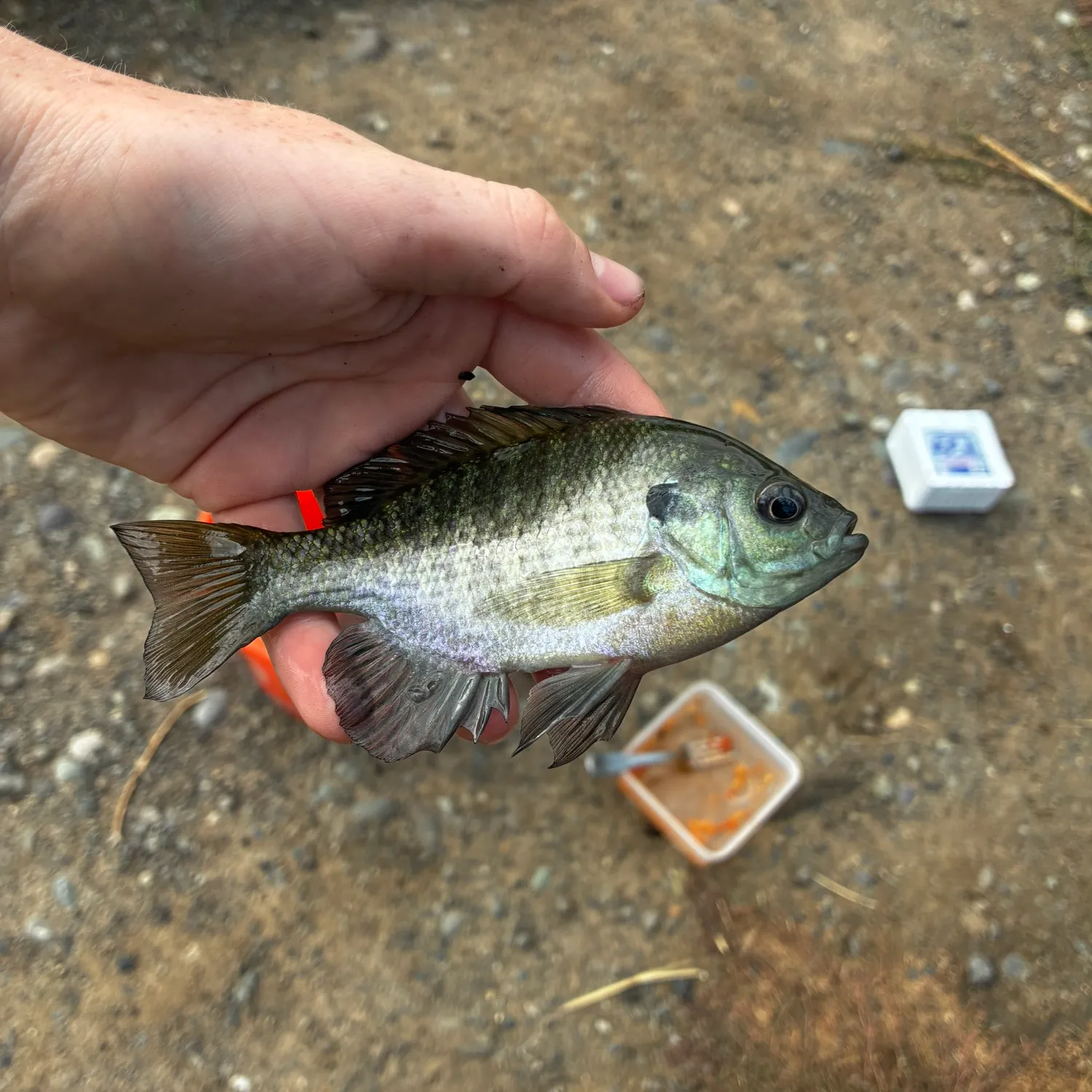 Bluegill caught on Fishbrain