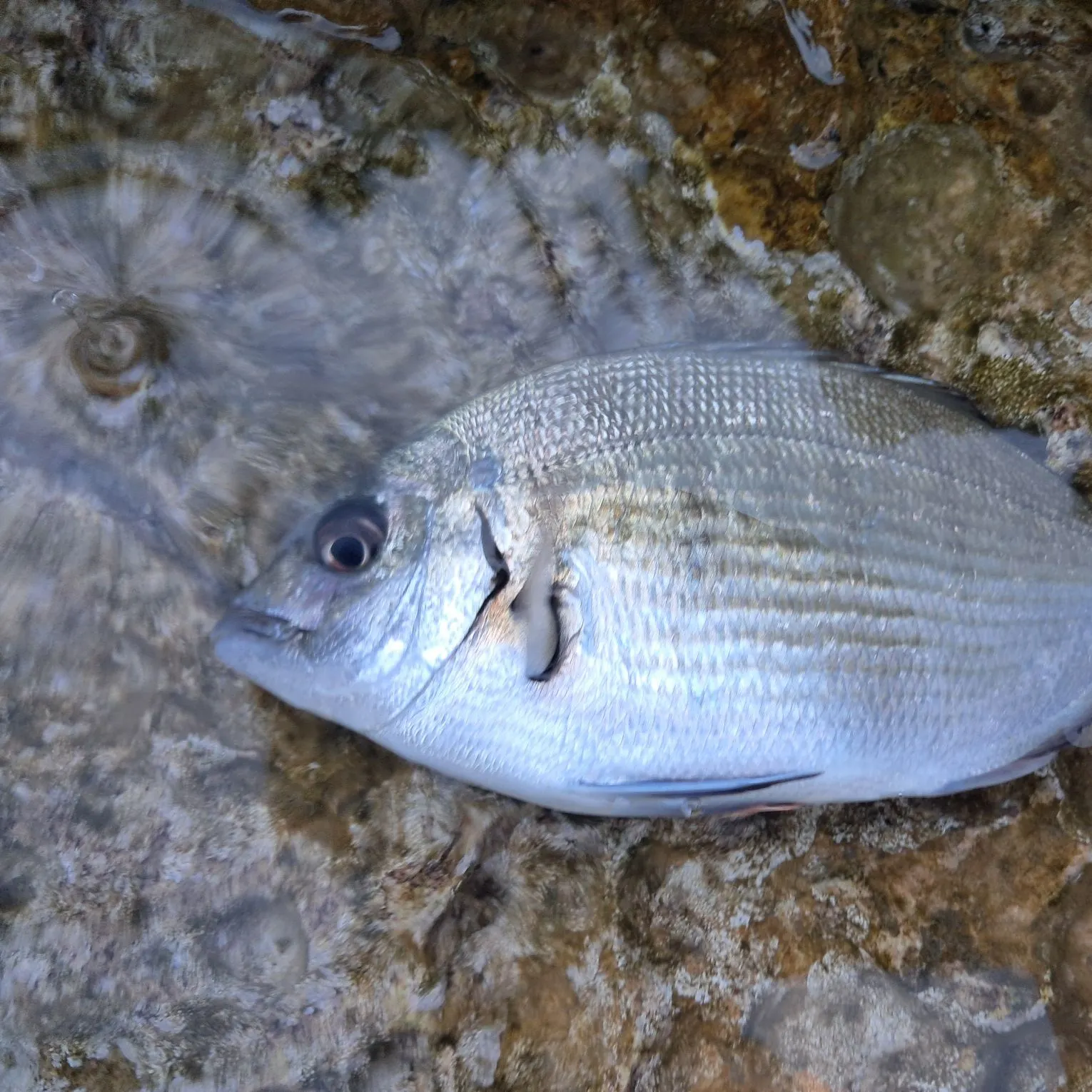 White seabream caught on Fishbrain
