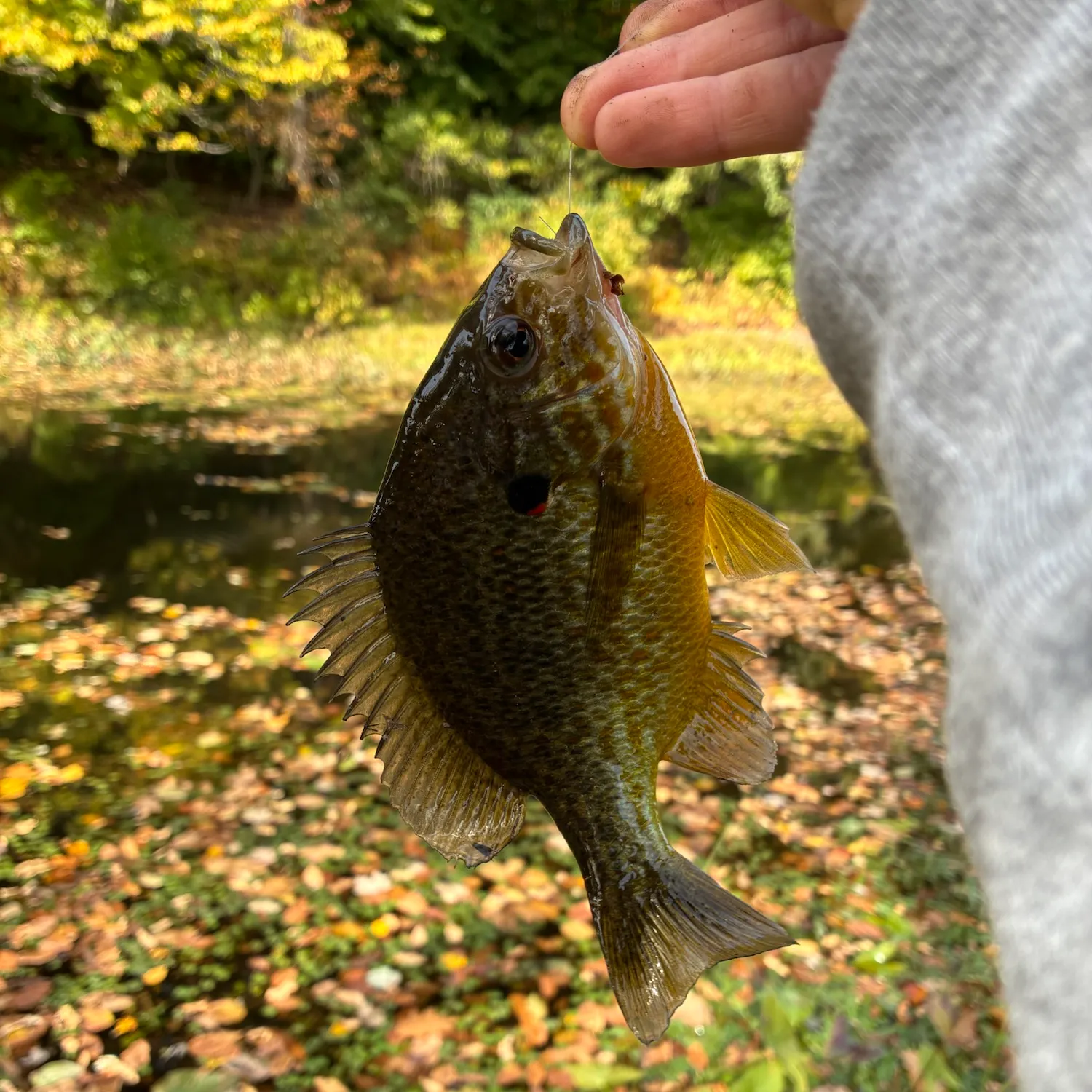 Pumpkinseed caught on Fishbrain