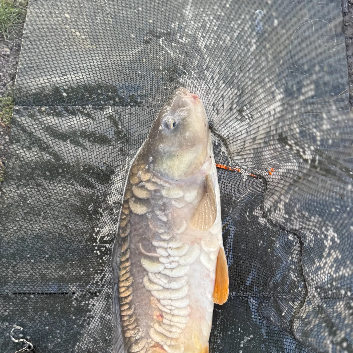 Mirror carp caught on Fishbrain