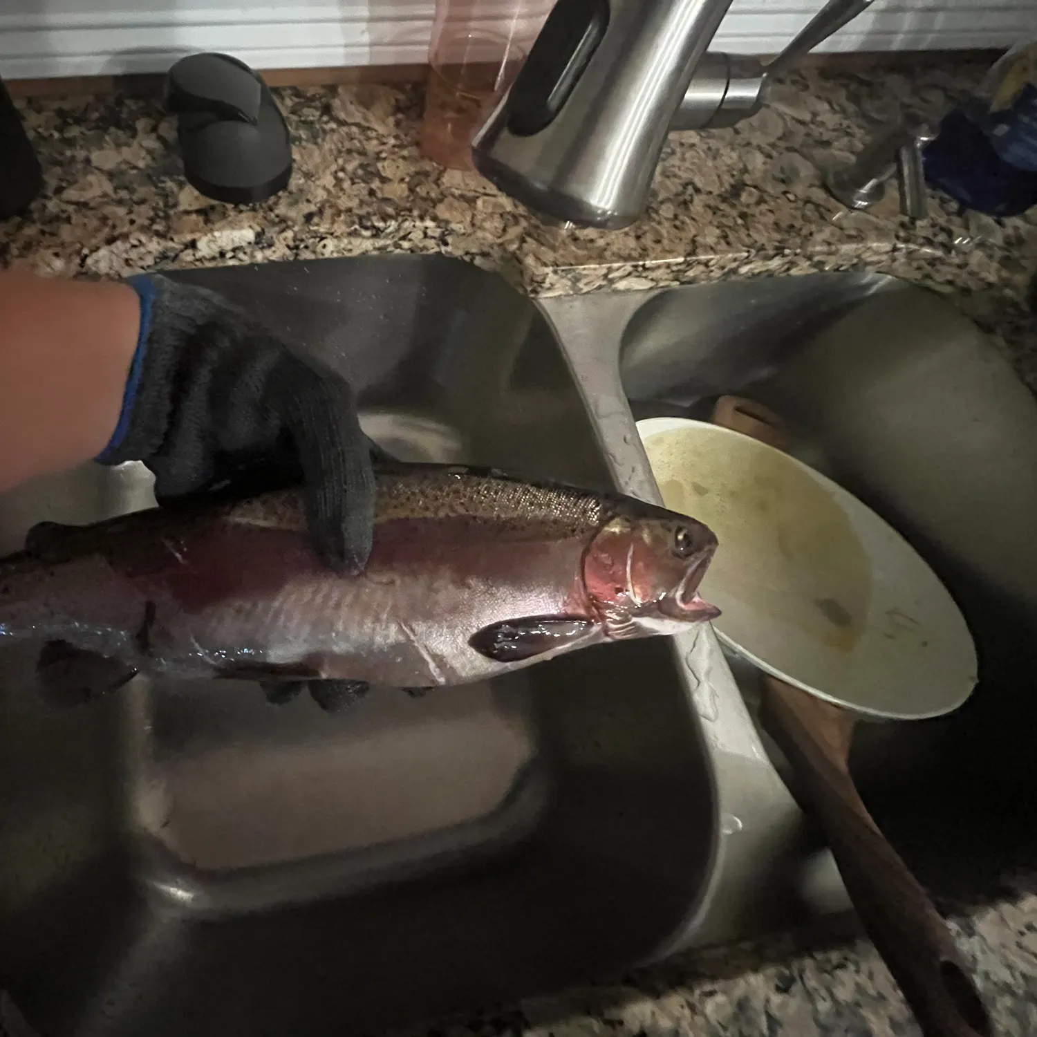 Rainbow trout caught on Fishbrain