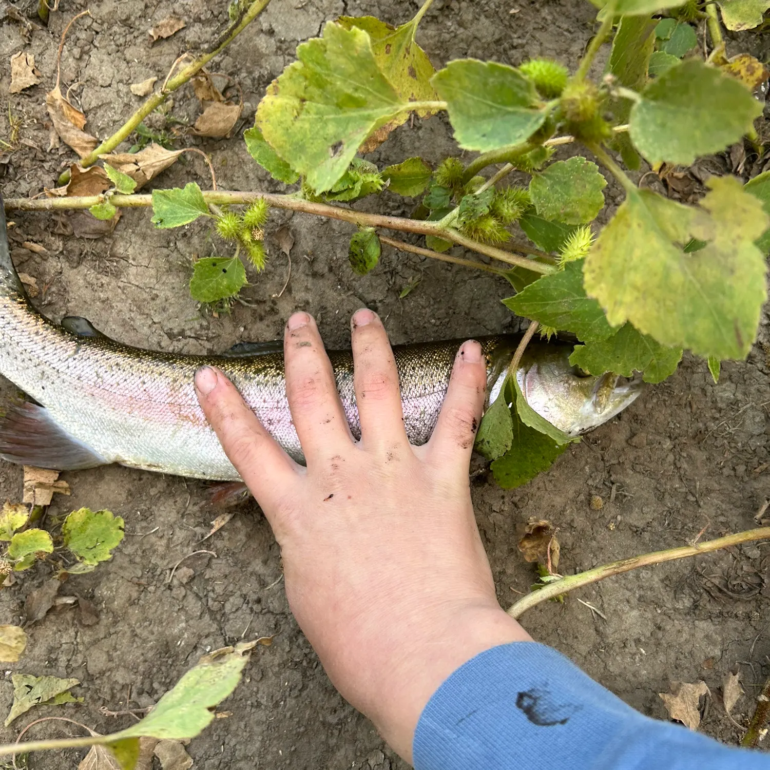 Fish caught on Fishbrain