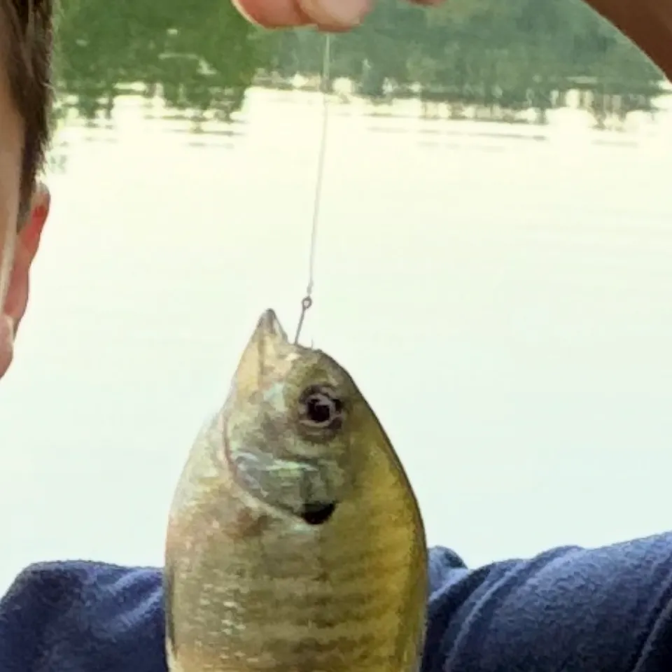 Bluegill caught on Fishbrain