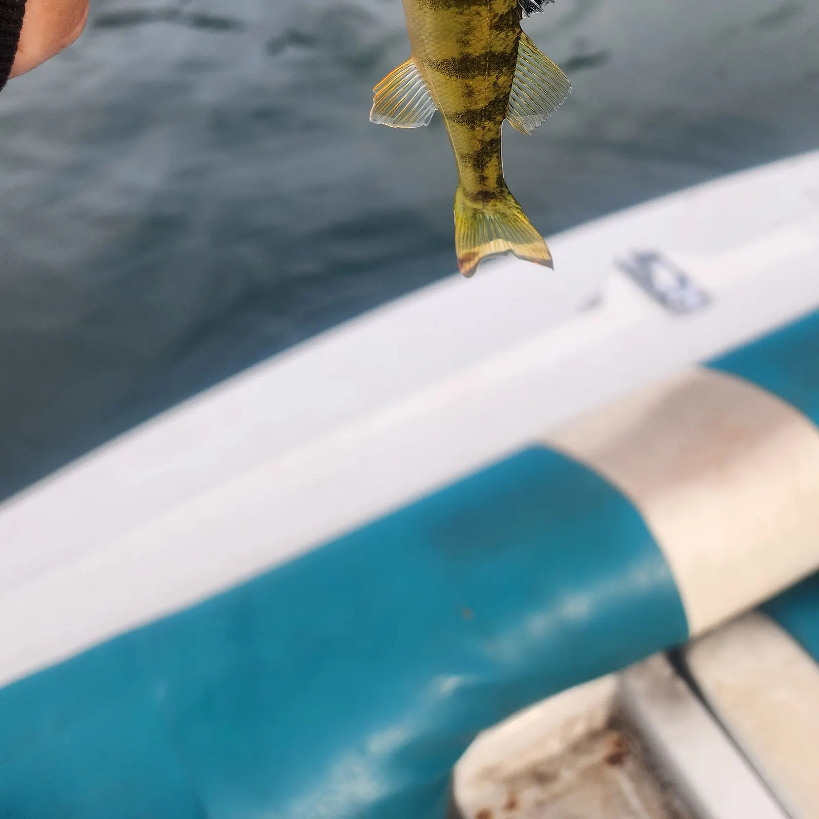 Yellow perch caught on Fishbrain