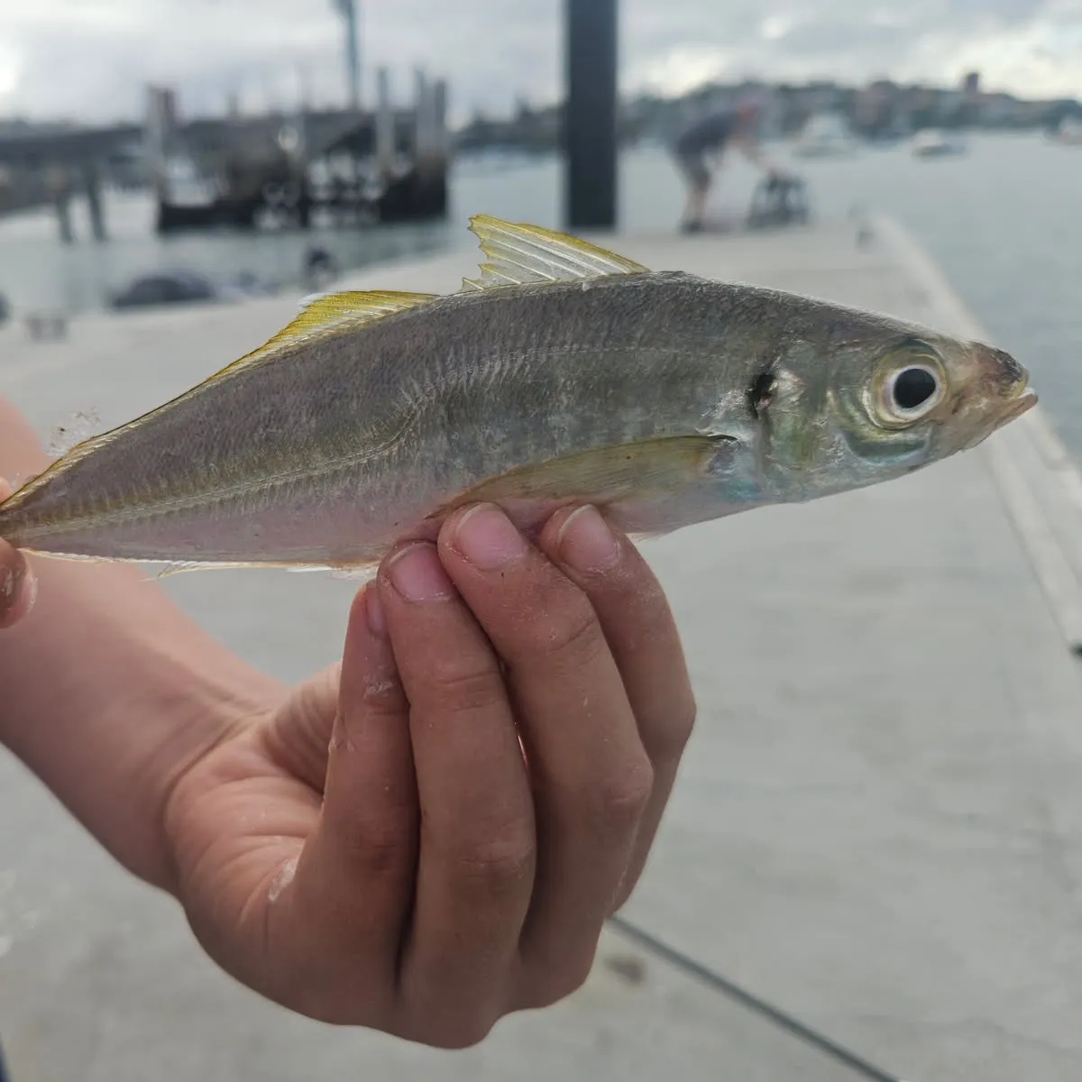 The most recent Atlantic herring catches on Fishbrain