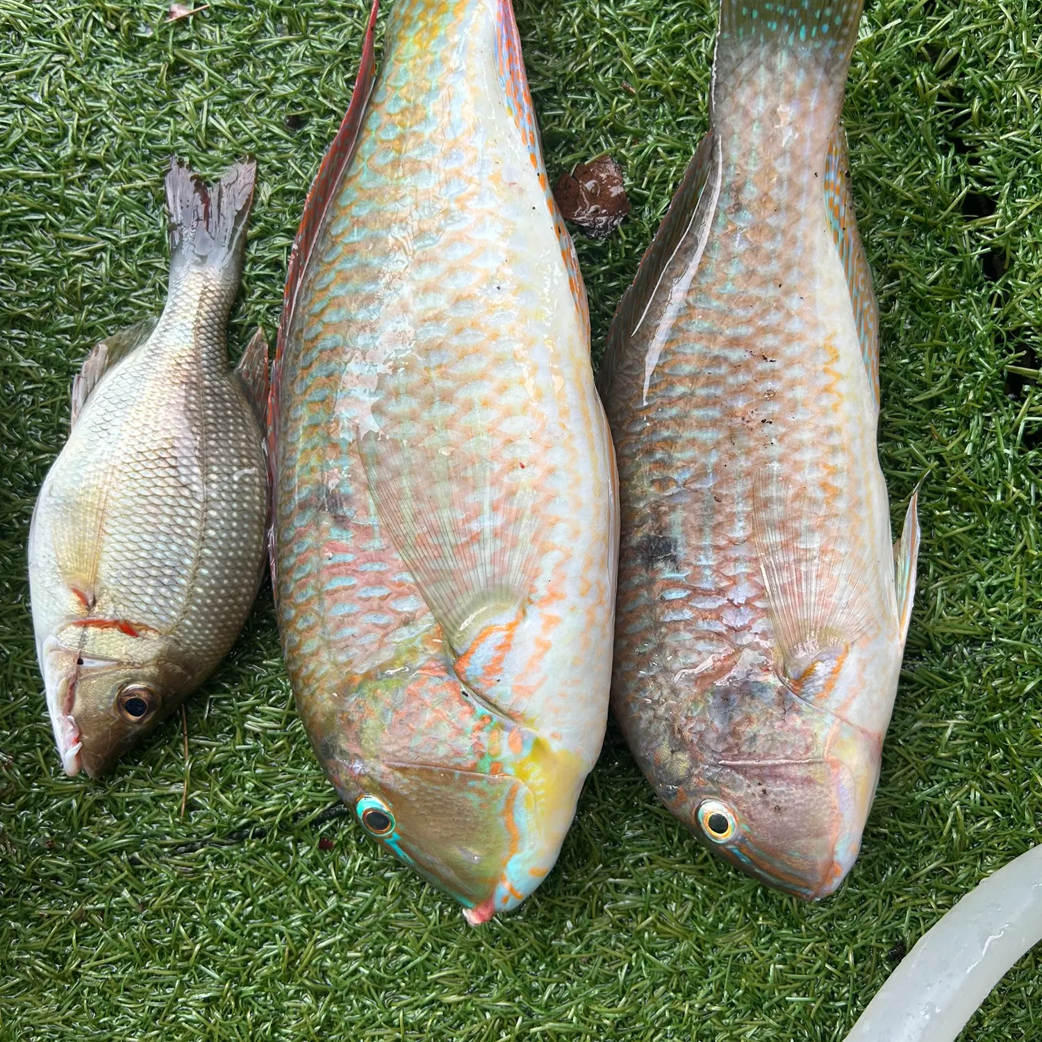 Fish caught on Fishbrain