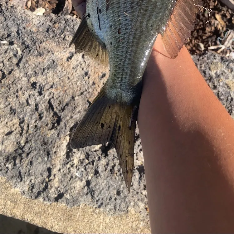 Southern black bream caught on Fishbrain