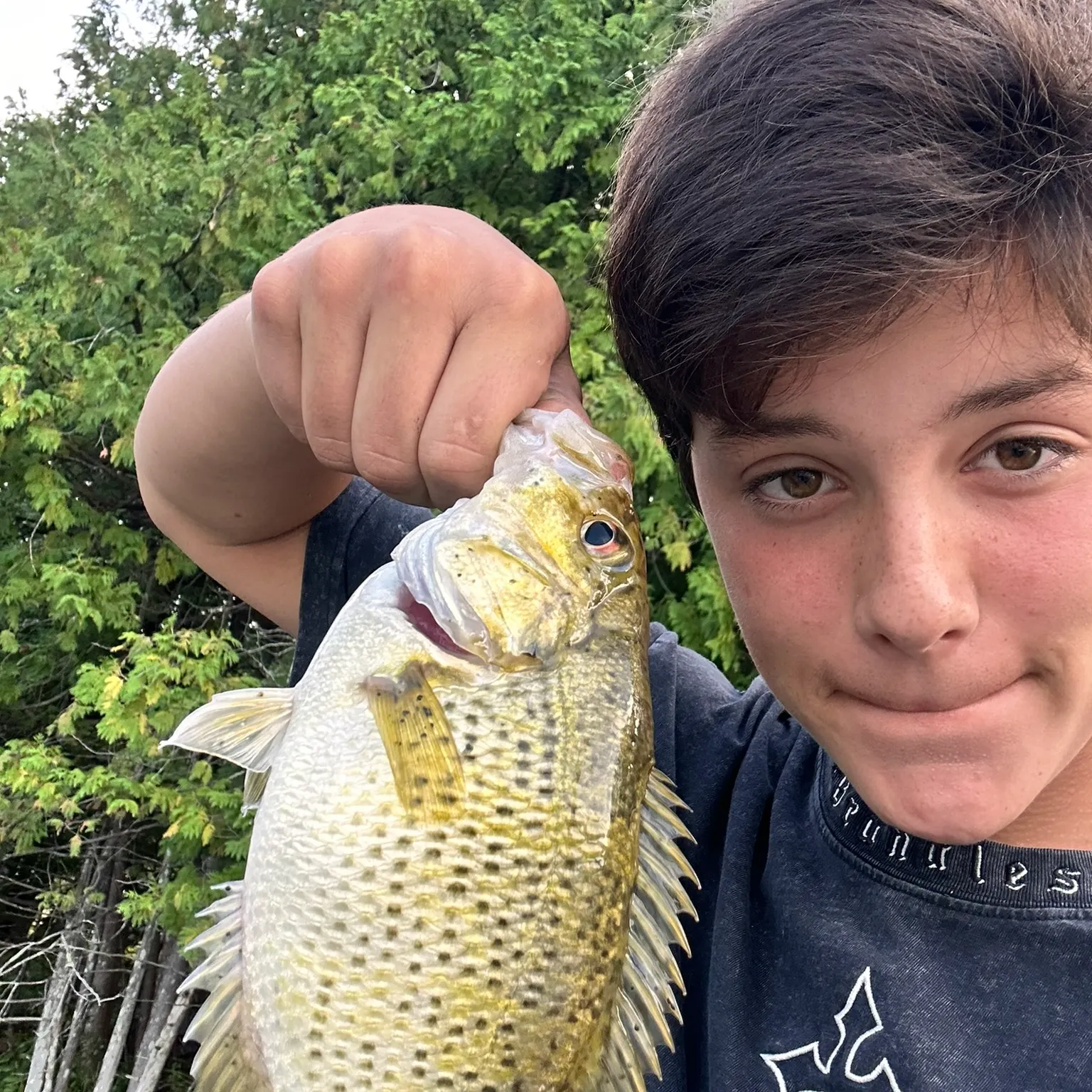 The most recent Rock bass catches on Fishbrain