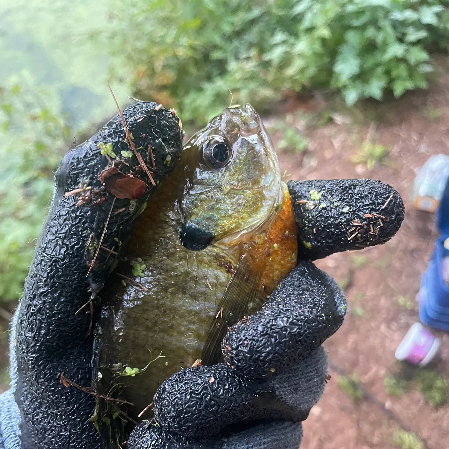 Bluegill caught on Fishbrain