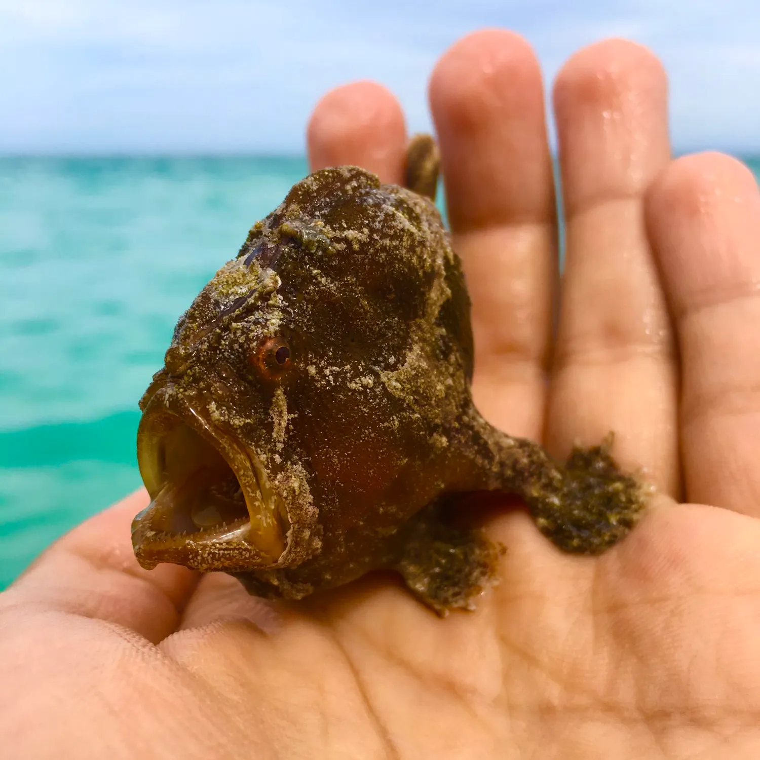 The most recent Commerson's frogfish catches on Fishbrain