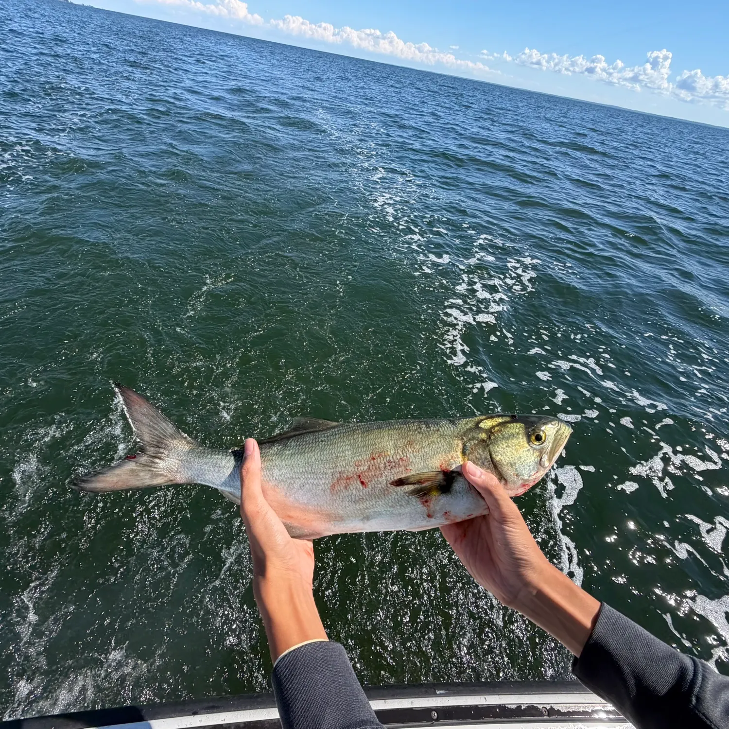Bluefish caught on Fishbrain