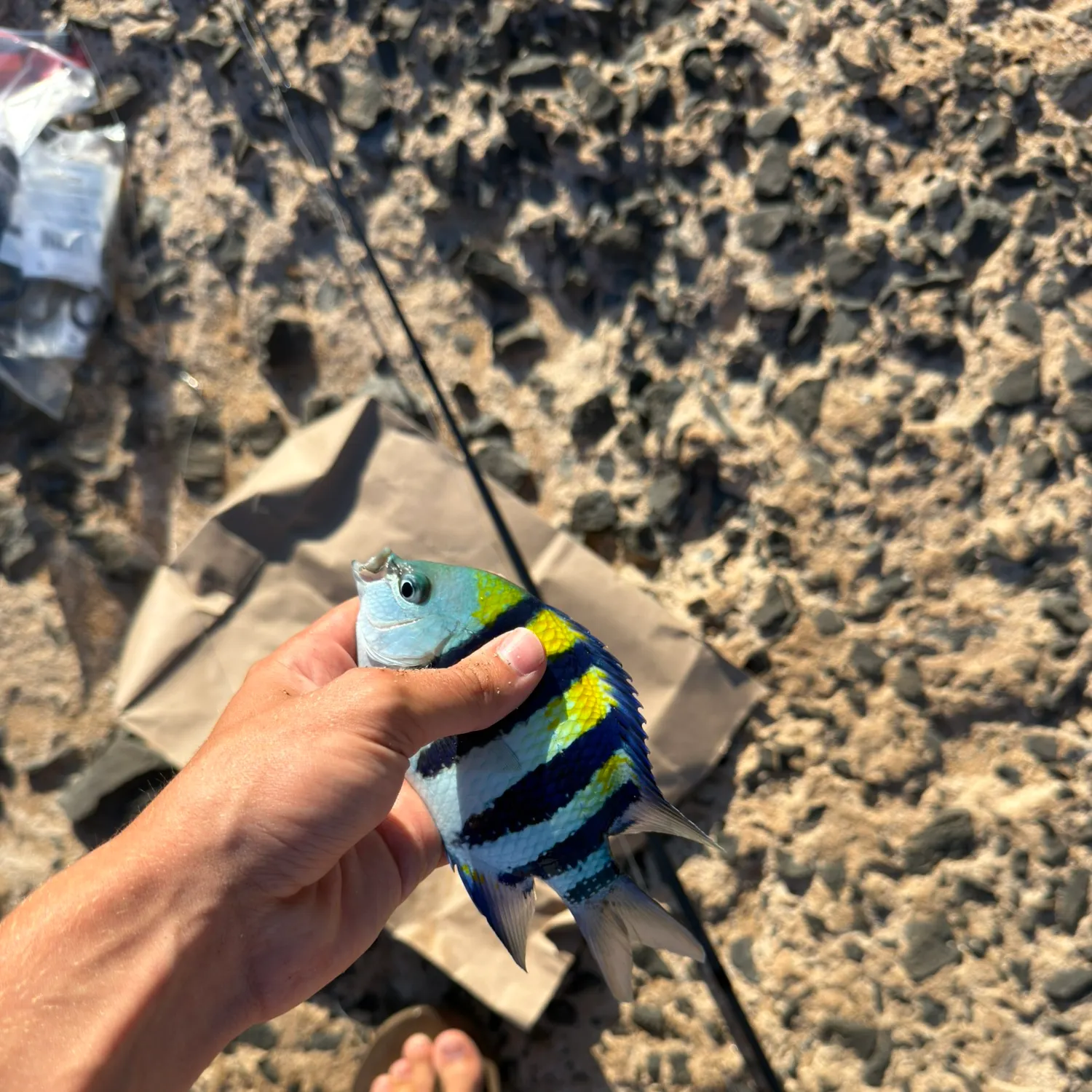 The most recent Panamic sergeant major catches on Fishbrain