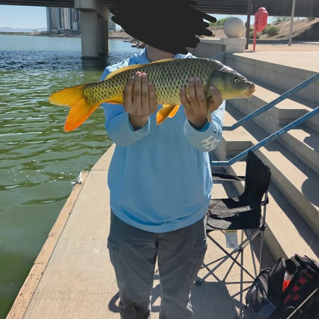 Common carp caught on Fishbrain