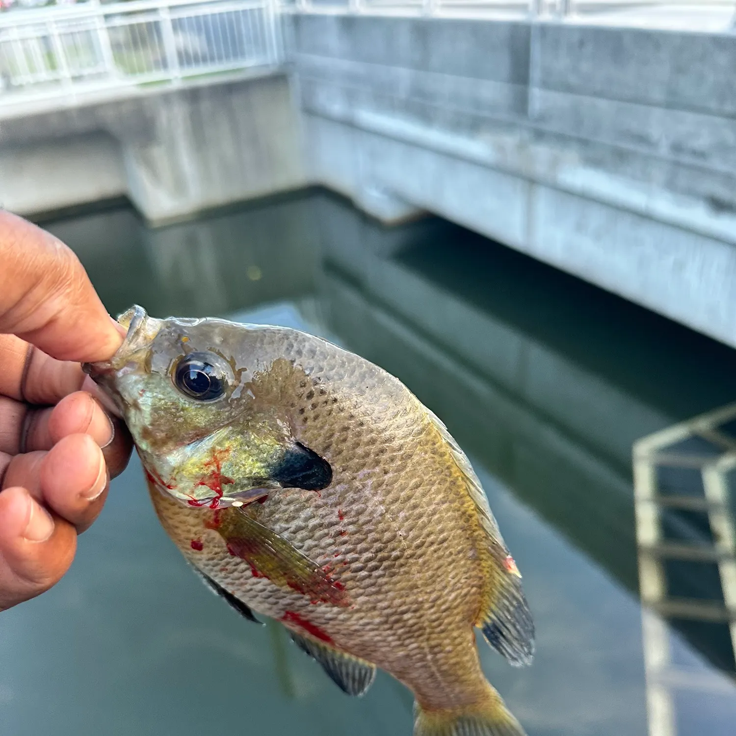 Bluegill caught on Fishbrain