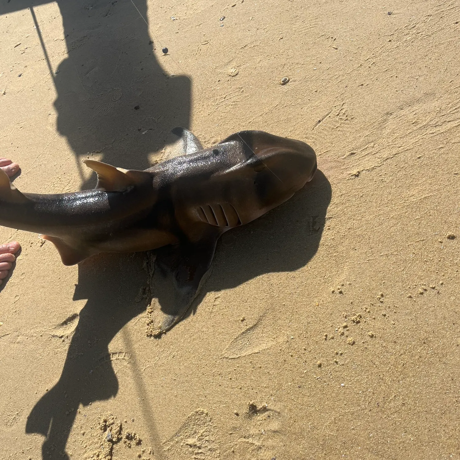 The most recent Port Jackson shark catches on Fishbrain