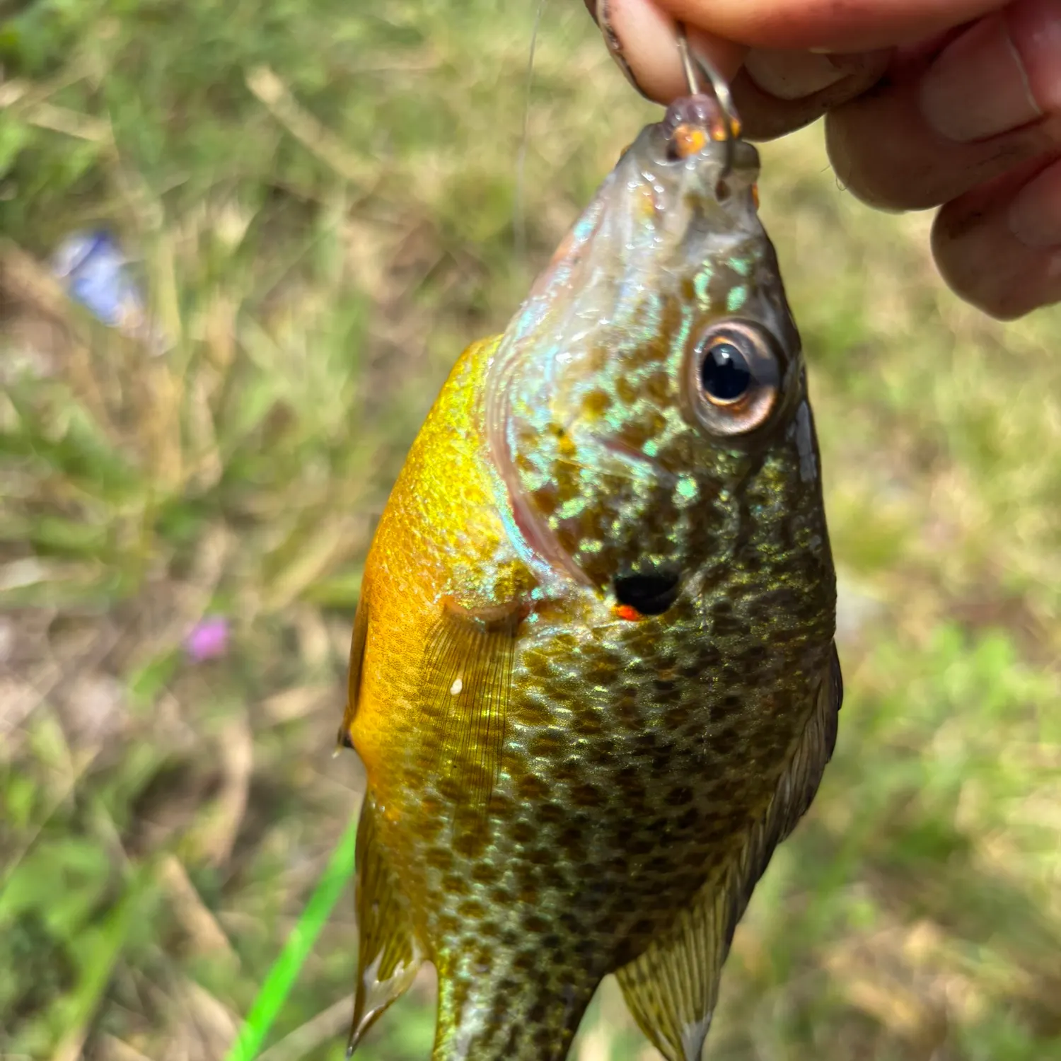Pumpkinseed caught on Fishbrain
