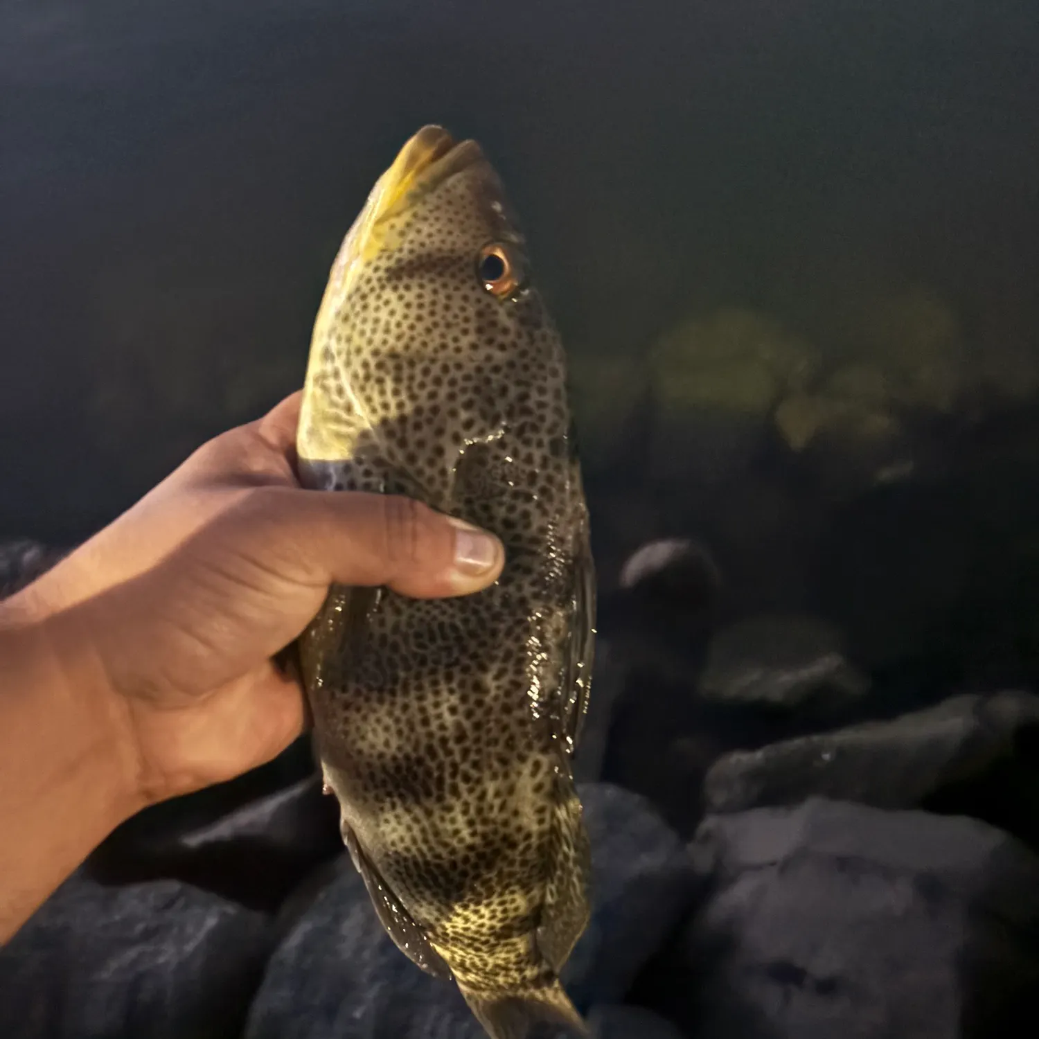 Spotted sand bass caught on Fishbrain