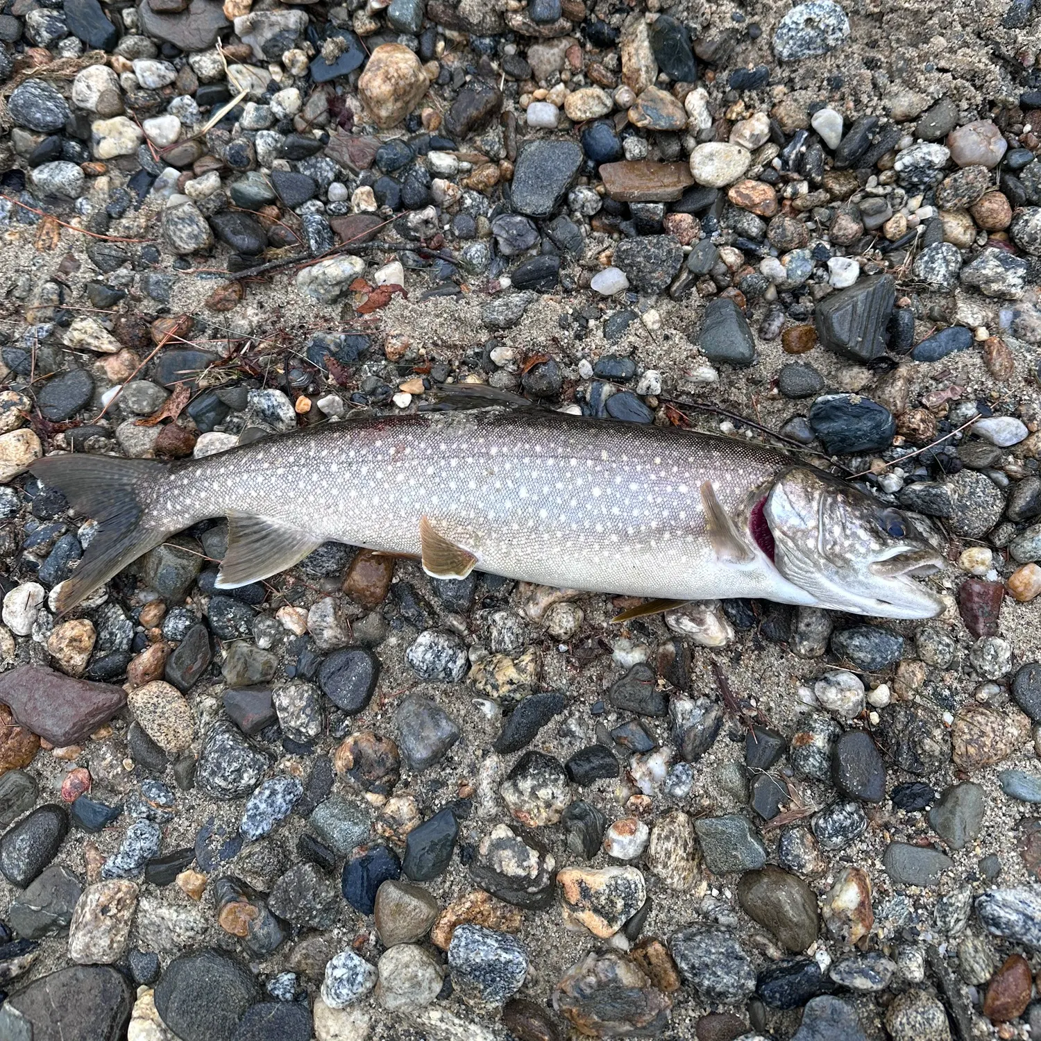 The most recent Lake char catches on Fishbrain