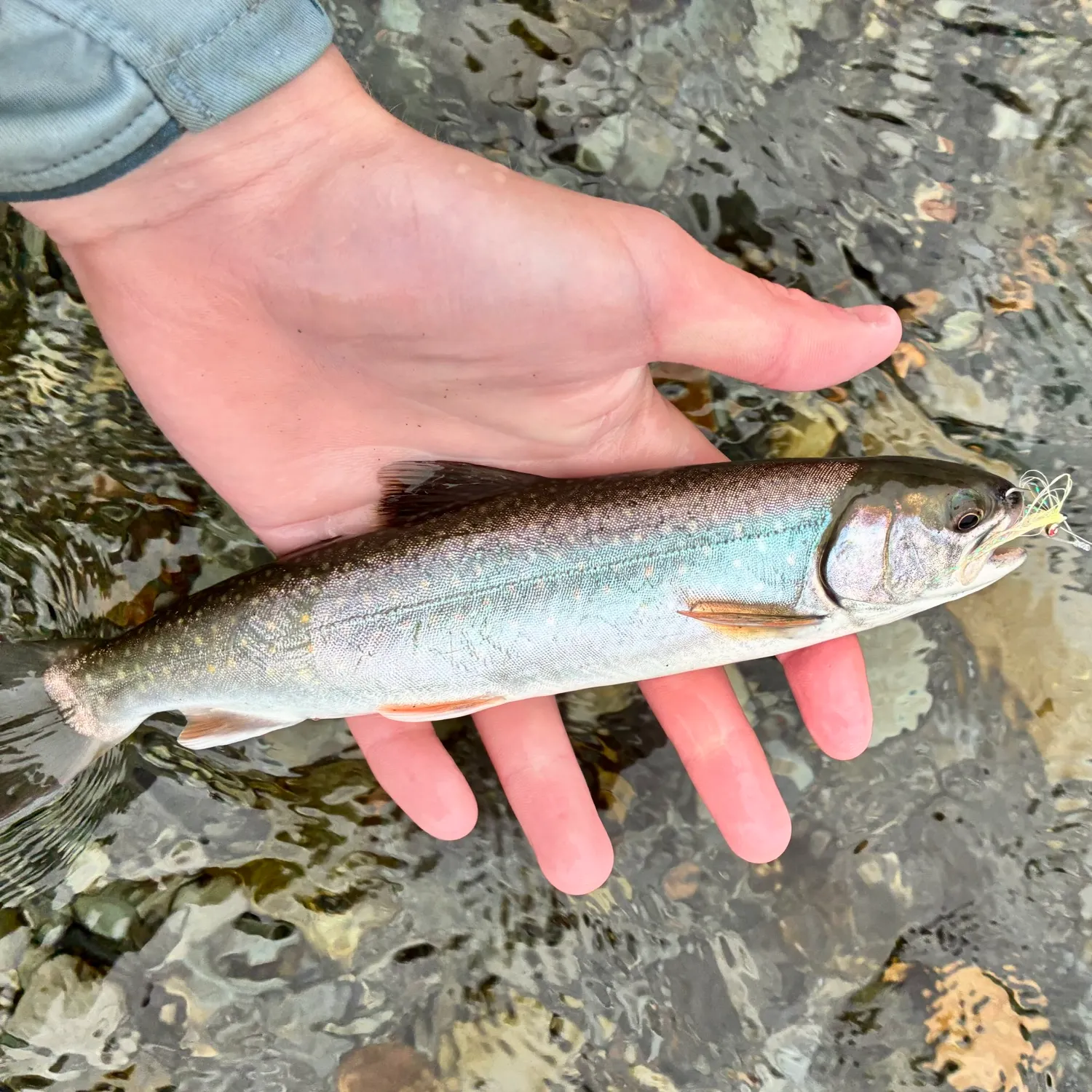 Dolly varden caught on Fishbrain