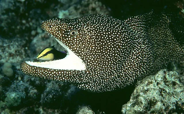 Turkey moray