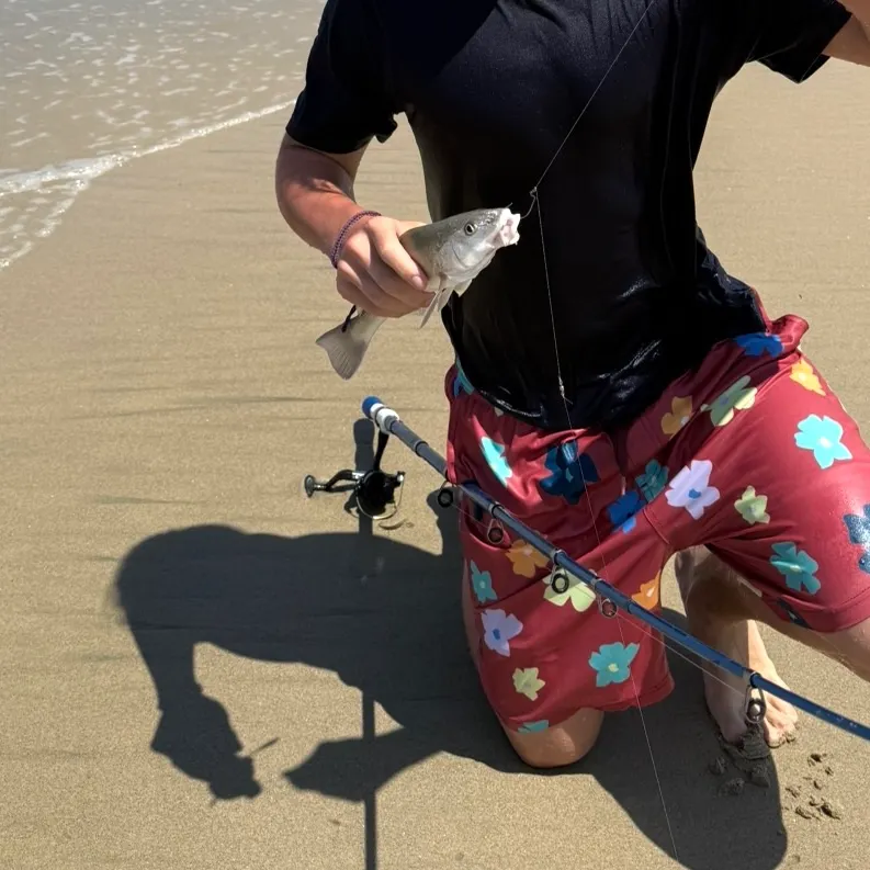 The most recent California corbina catches on Fishbrain