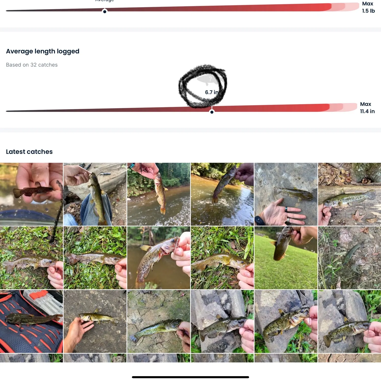 The most recent Snail bullhead catches on Fishbrain