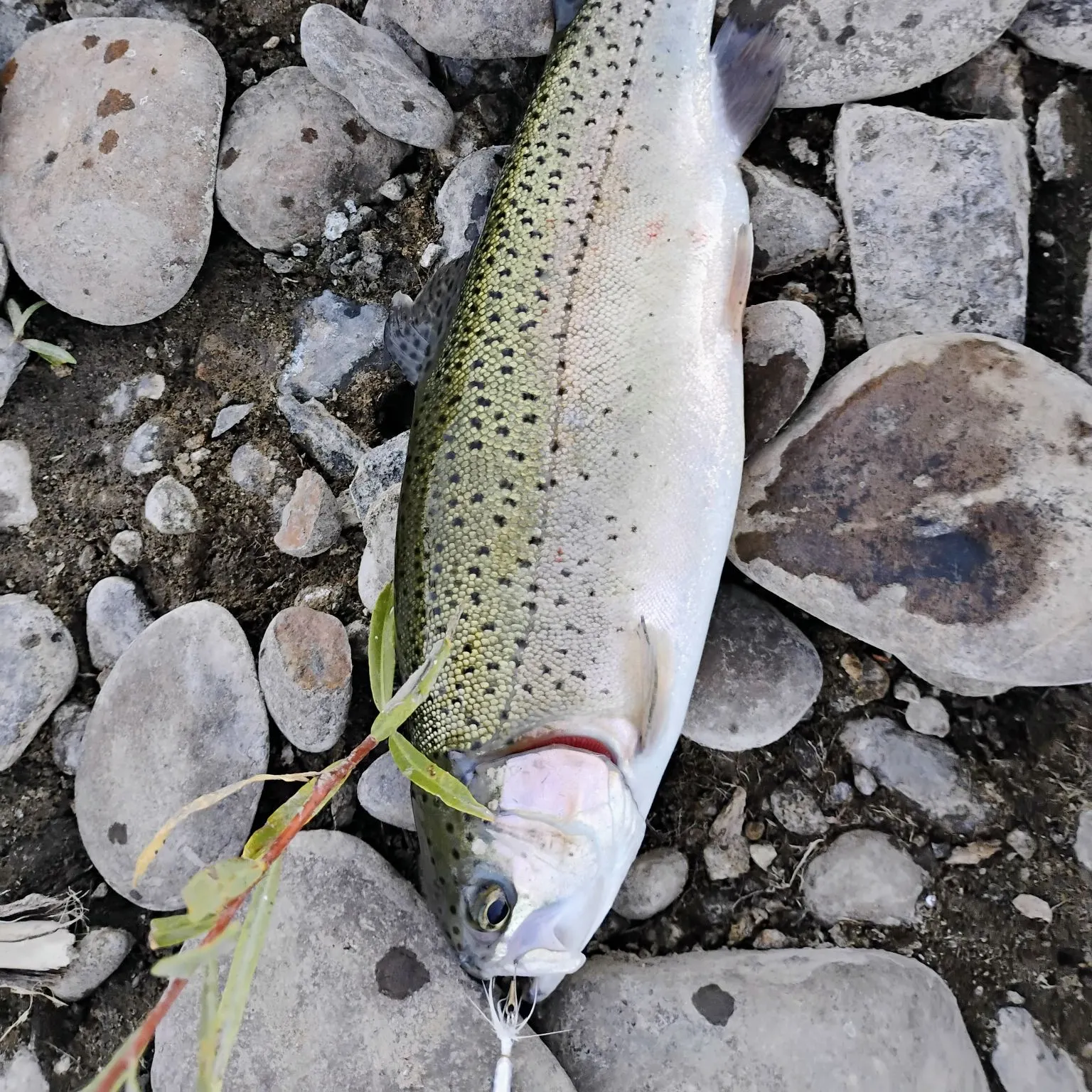 Rainbow trout caught on Fishbrain