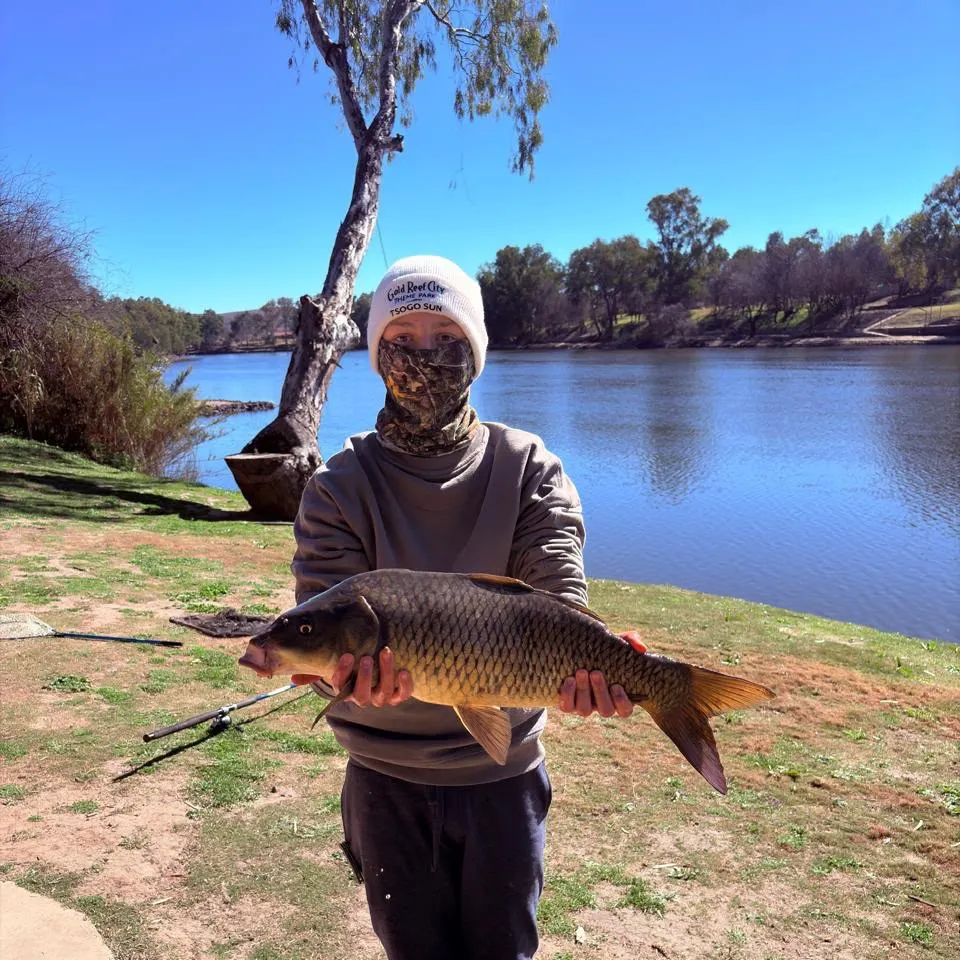 Common carp caught on Fishbrain