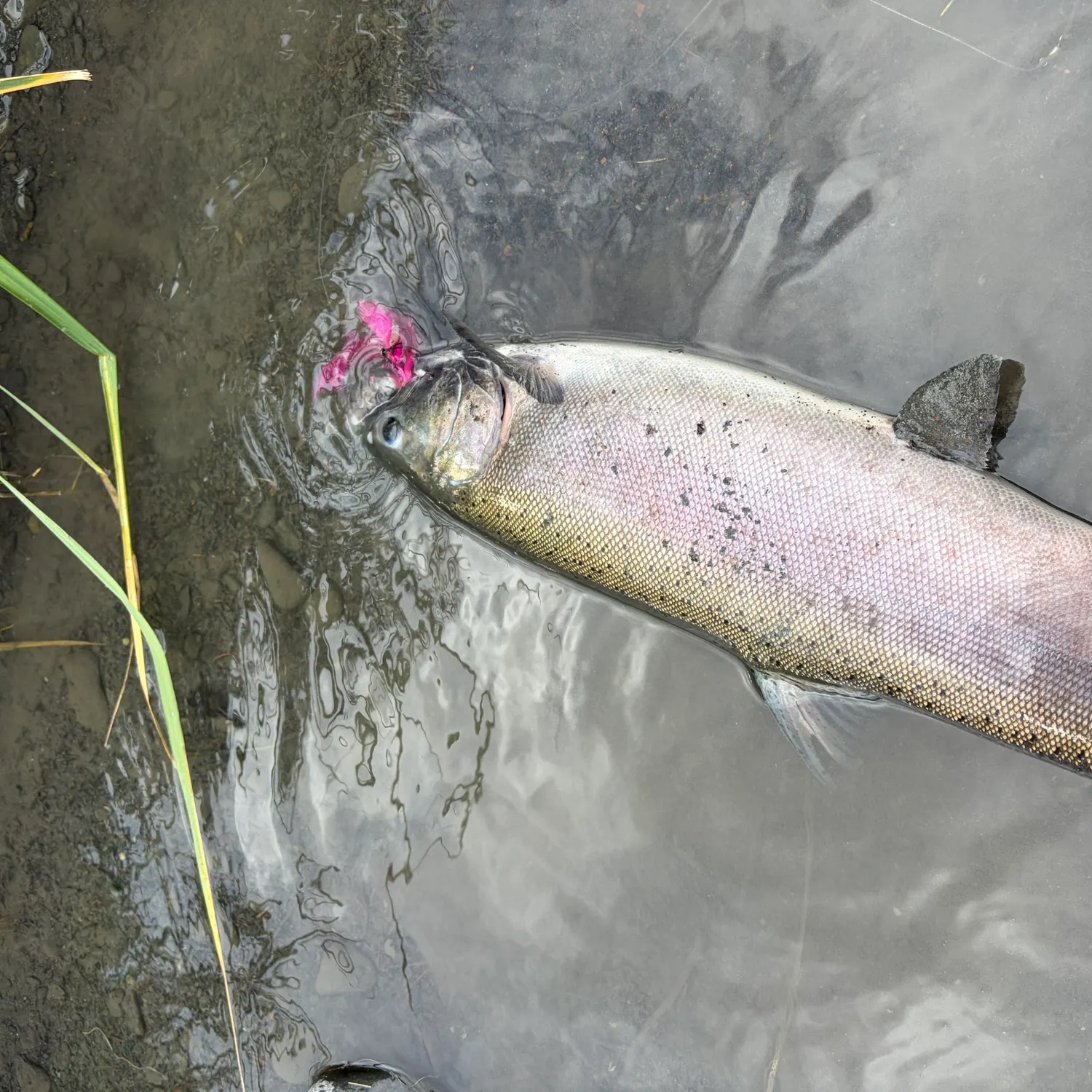 Coho salmon caught on Fishbrain