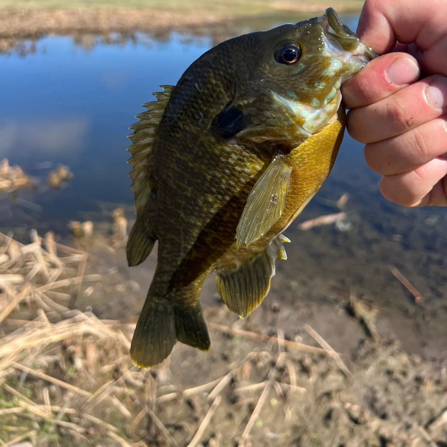 Greengill hybrid caught on Fishbrain