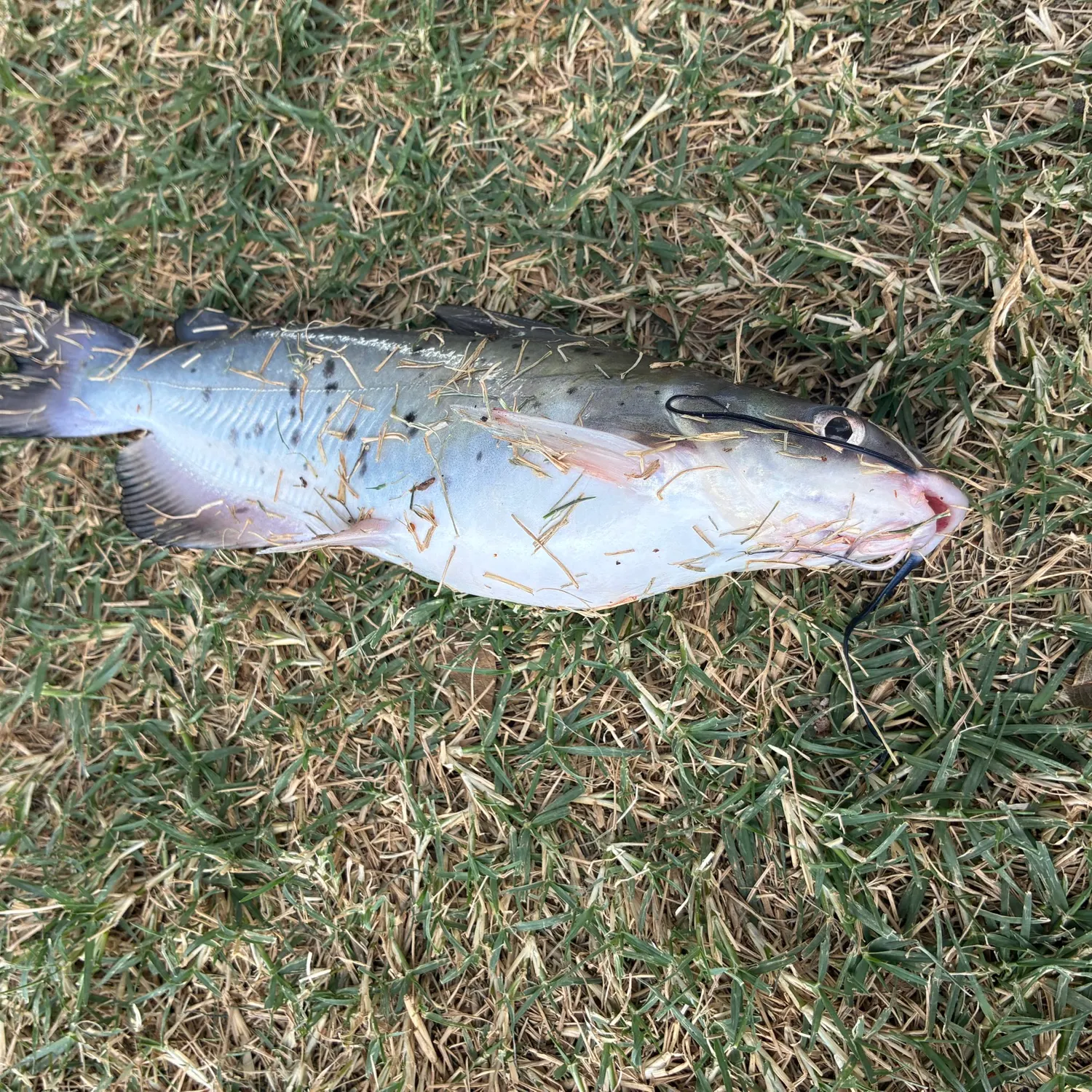 Channel catfish caught on Fishbrain